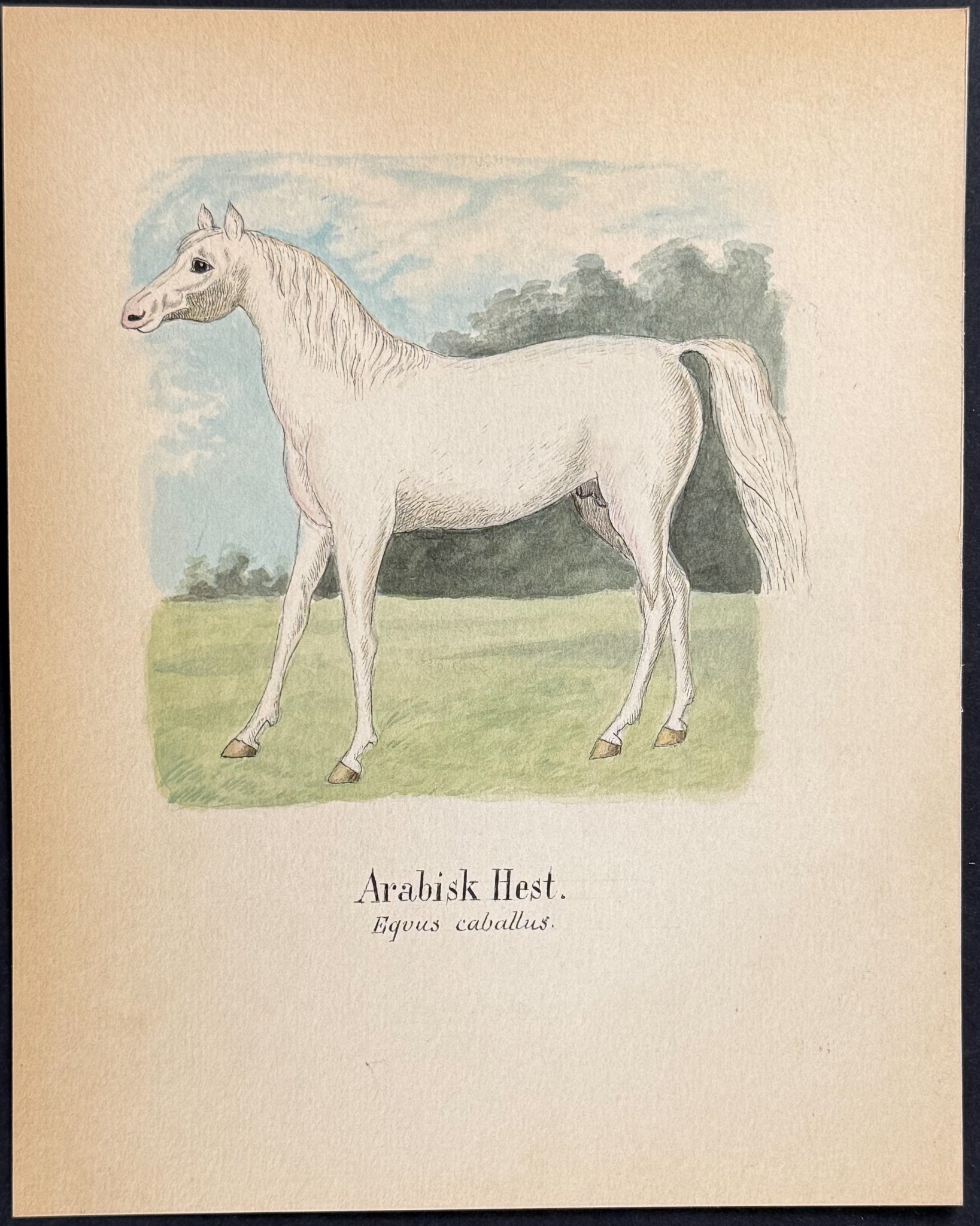Horse [Equus caballus]