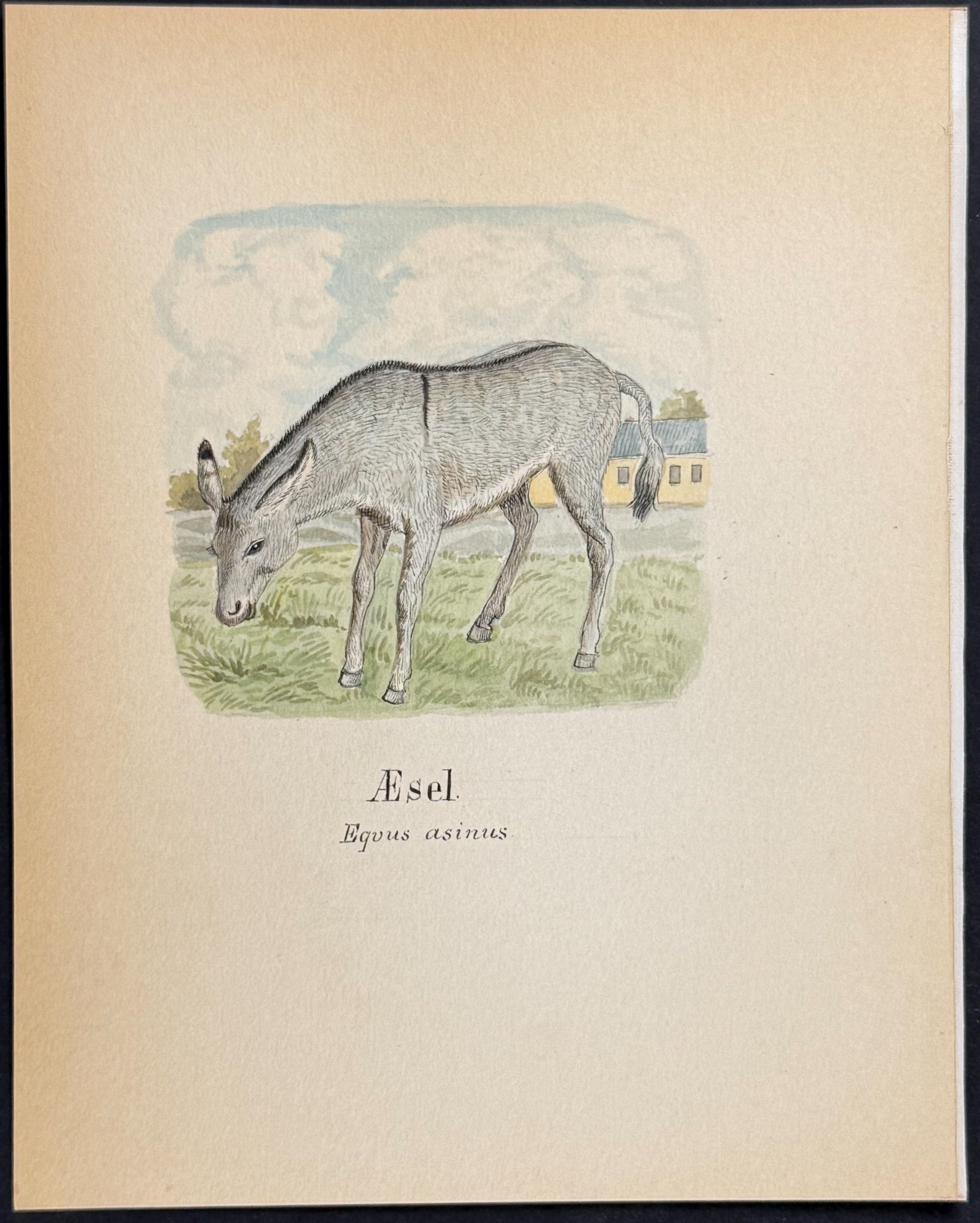 Donkey or Ass [Equus asianus]