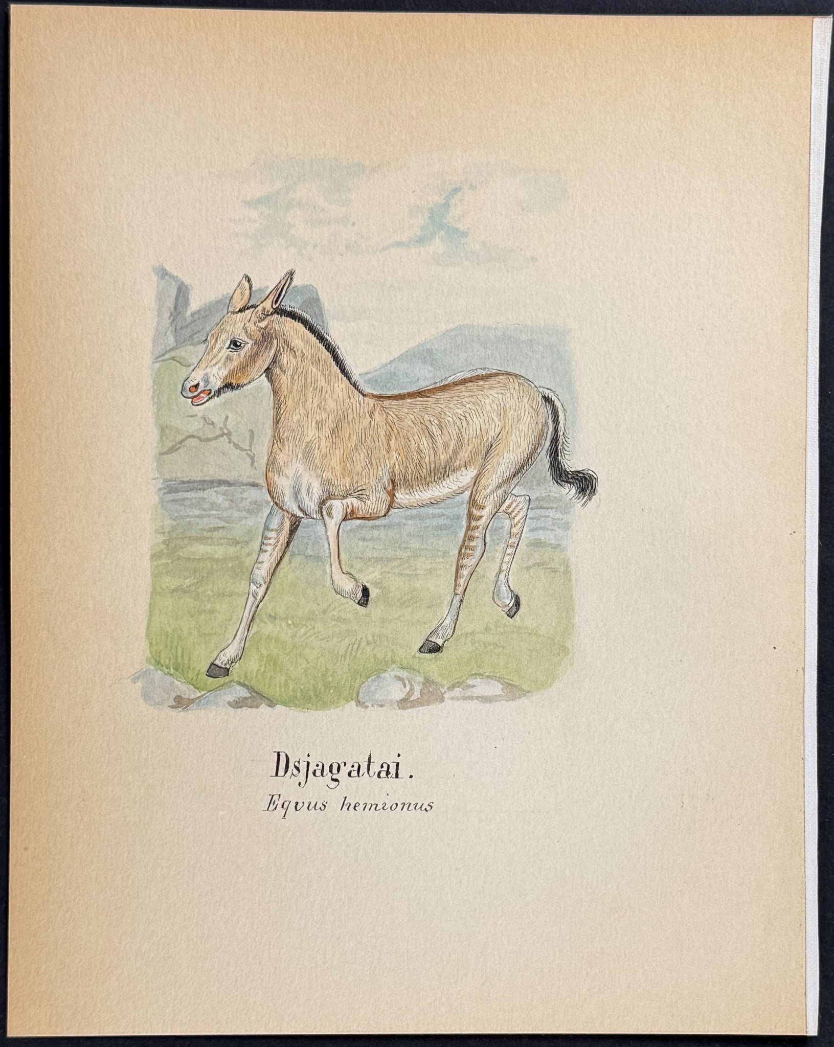 Onager or Asian Wild Ass [Equus hemionus]