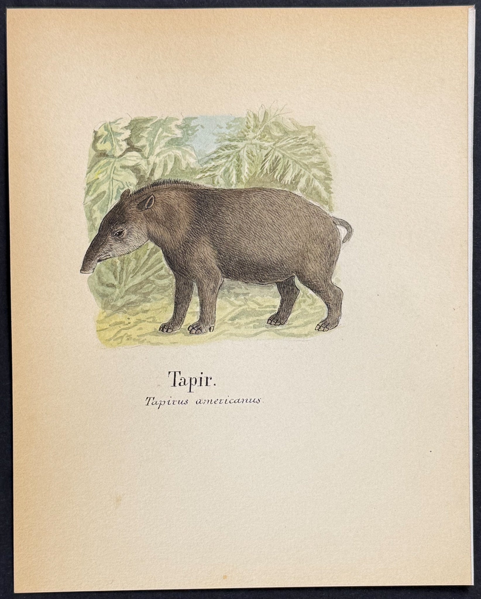 South American or Brazilian Tapir [Tapirus americanus]