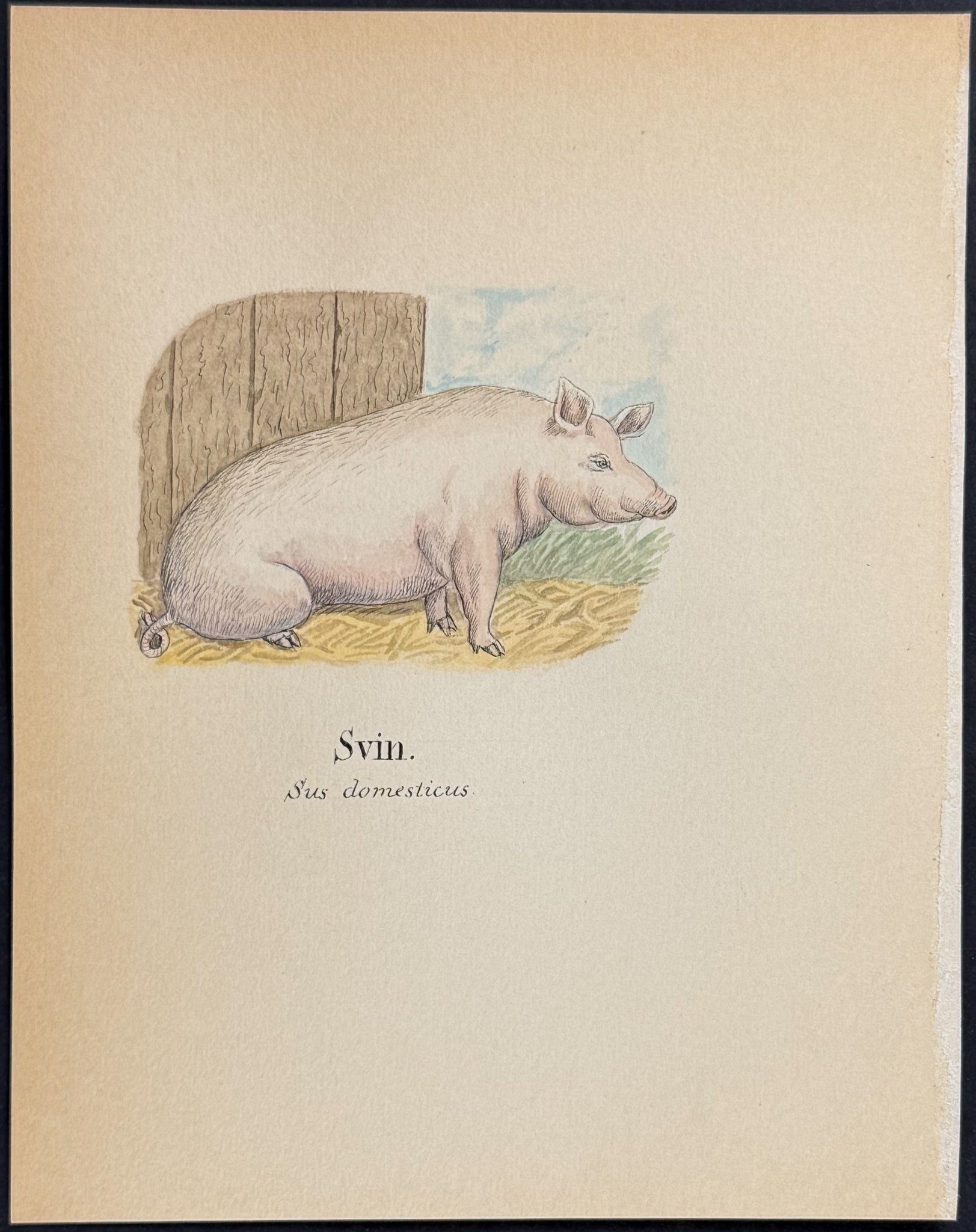 Pig [Sus domesticus]