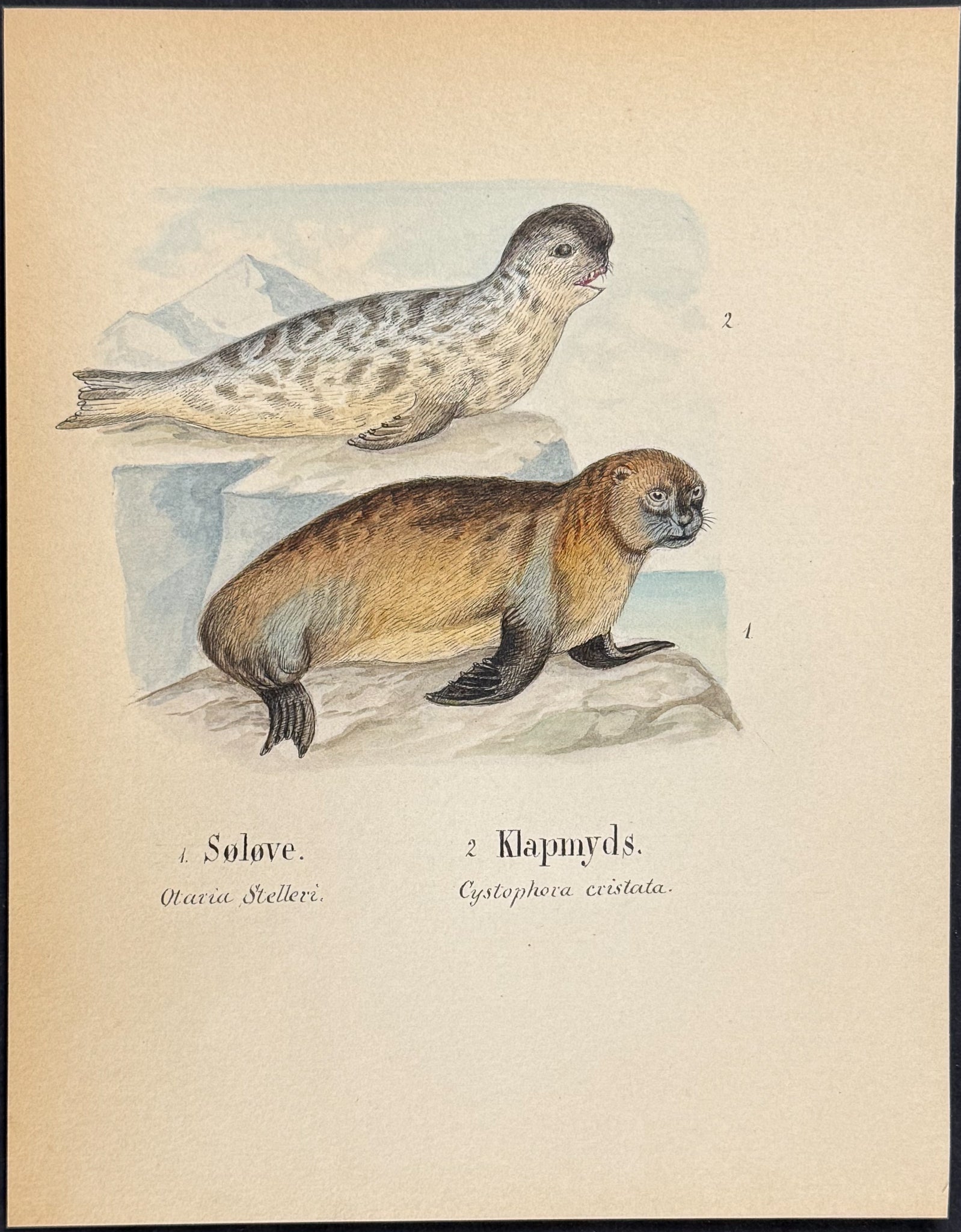 Sea Lion & Hooded Seal [Otaria stelleri, Cystophoca cristata]