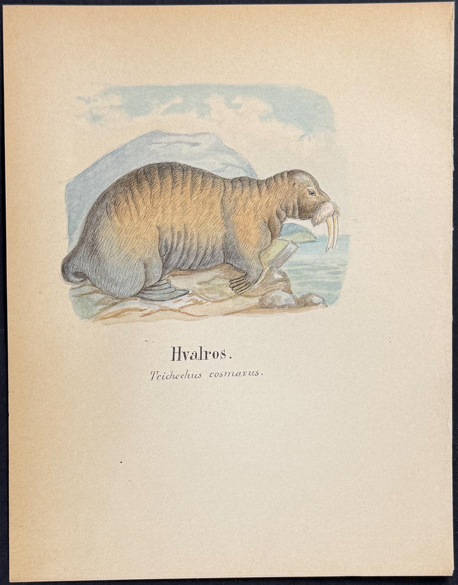 Walrus or West Indian Manatee [Trichechus cosmarus]