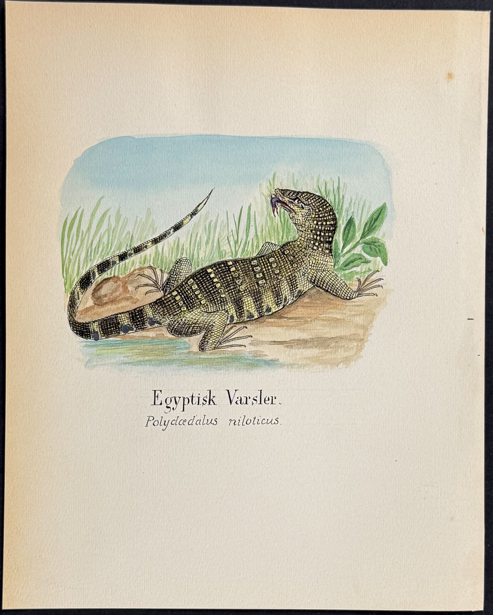 African Monitor [Polydcedalus niloticus]
