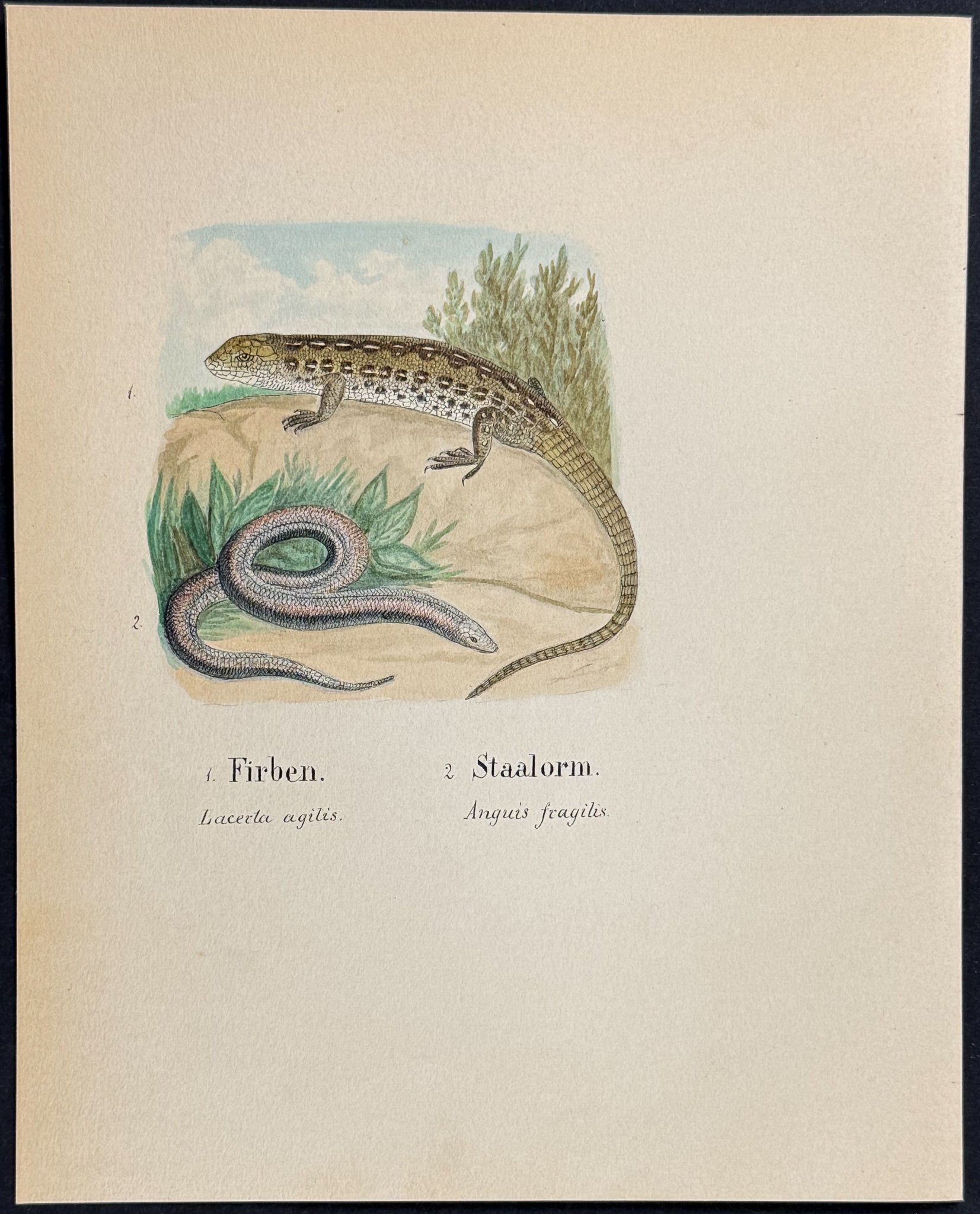 Sand Lizard & Slow Worm [Lacerta agilis, Anguis fragilis]