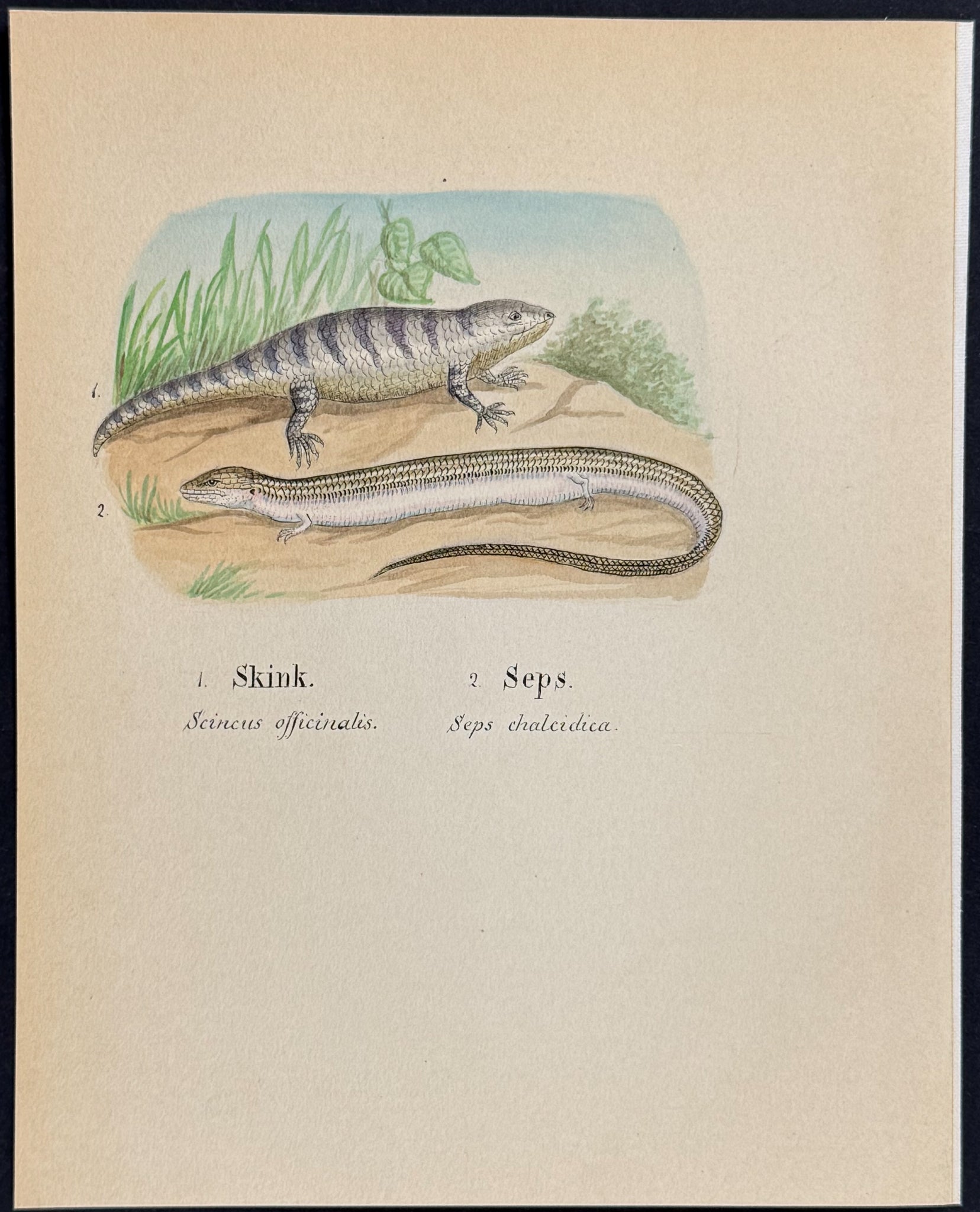 Skink [Scincus officinalis, Seps chaleidica]