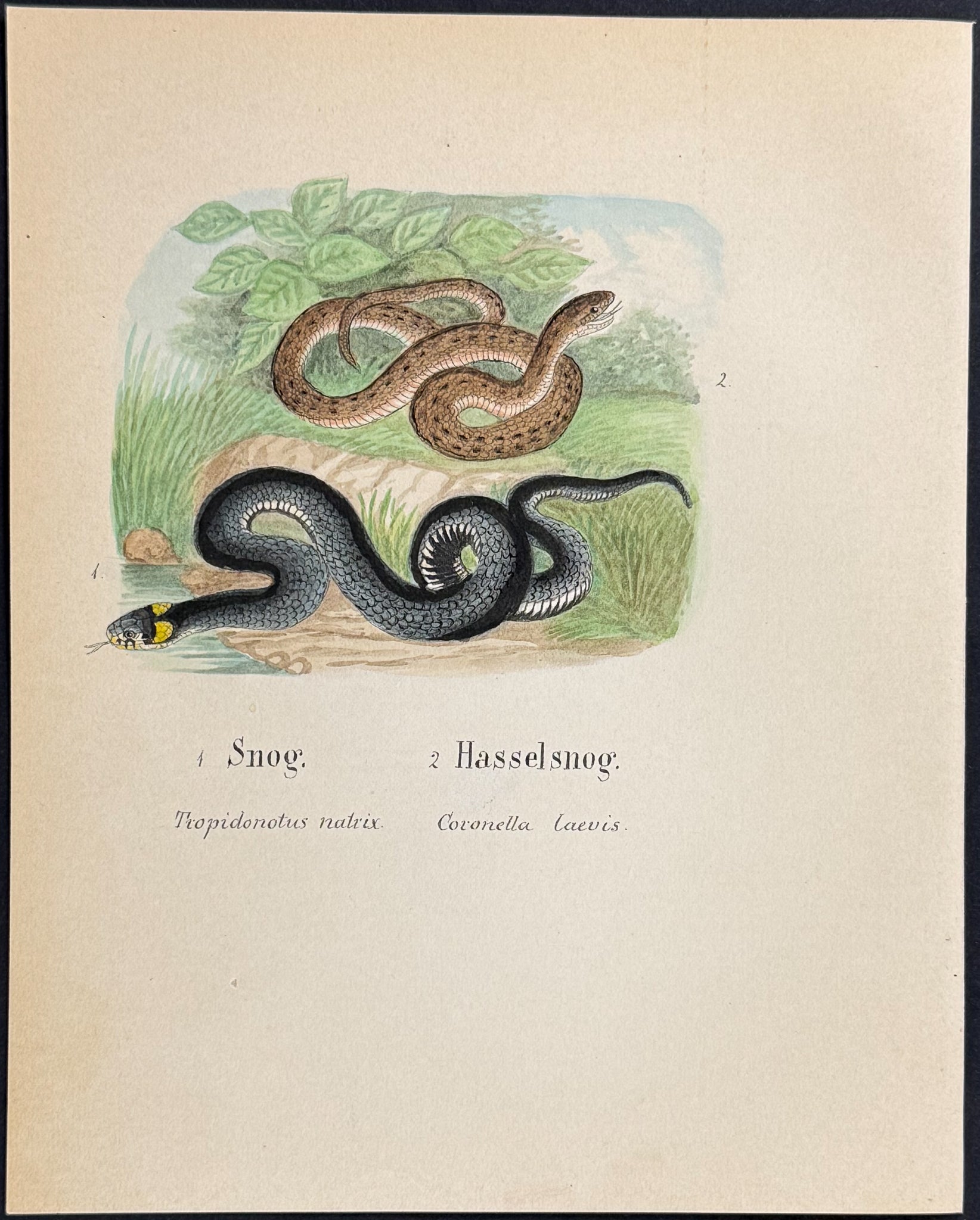 Grass Snake & Smooth Snake [Tropidonotus natrix, Coronella laevis]