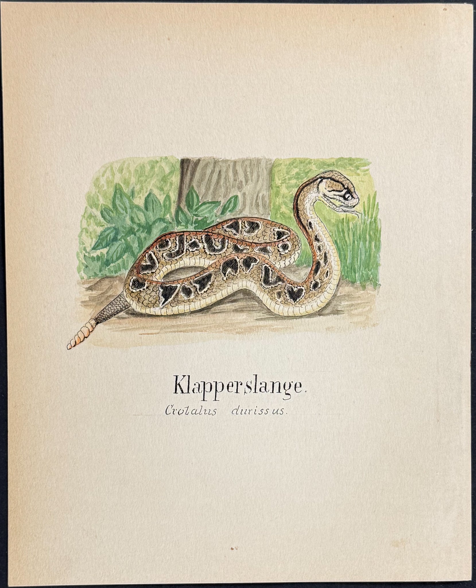 Rattlesnake [Crotalus durissus]