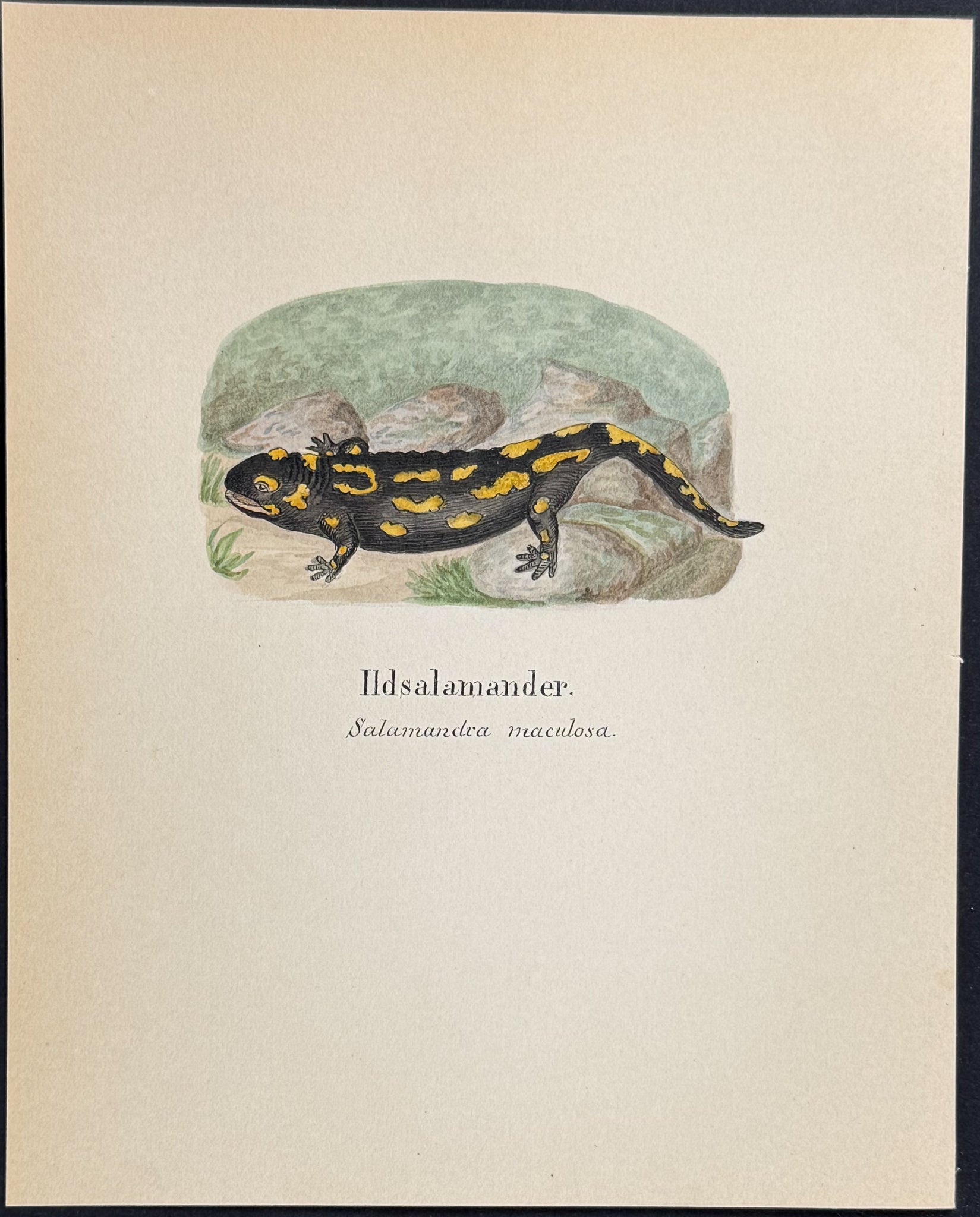 Fire Salamander [Salamandra maculosa]