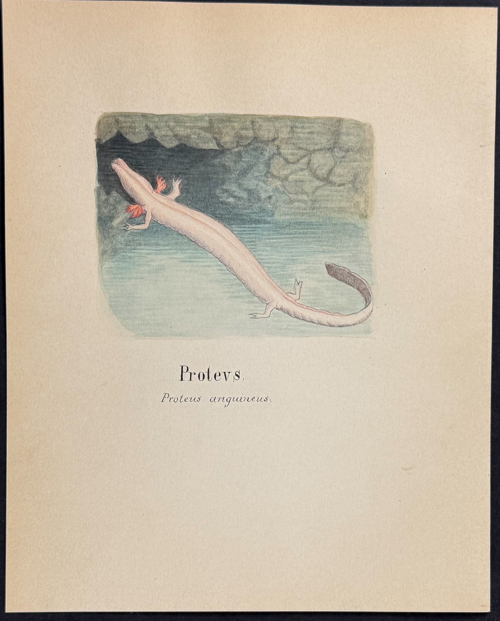 Axolotl or Olm or Proteus [Proteus anguineus]