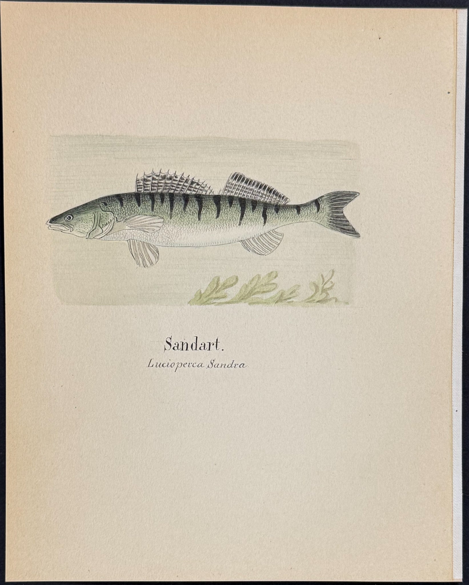 Fish: Zander [Lucioperca sandra]