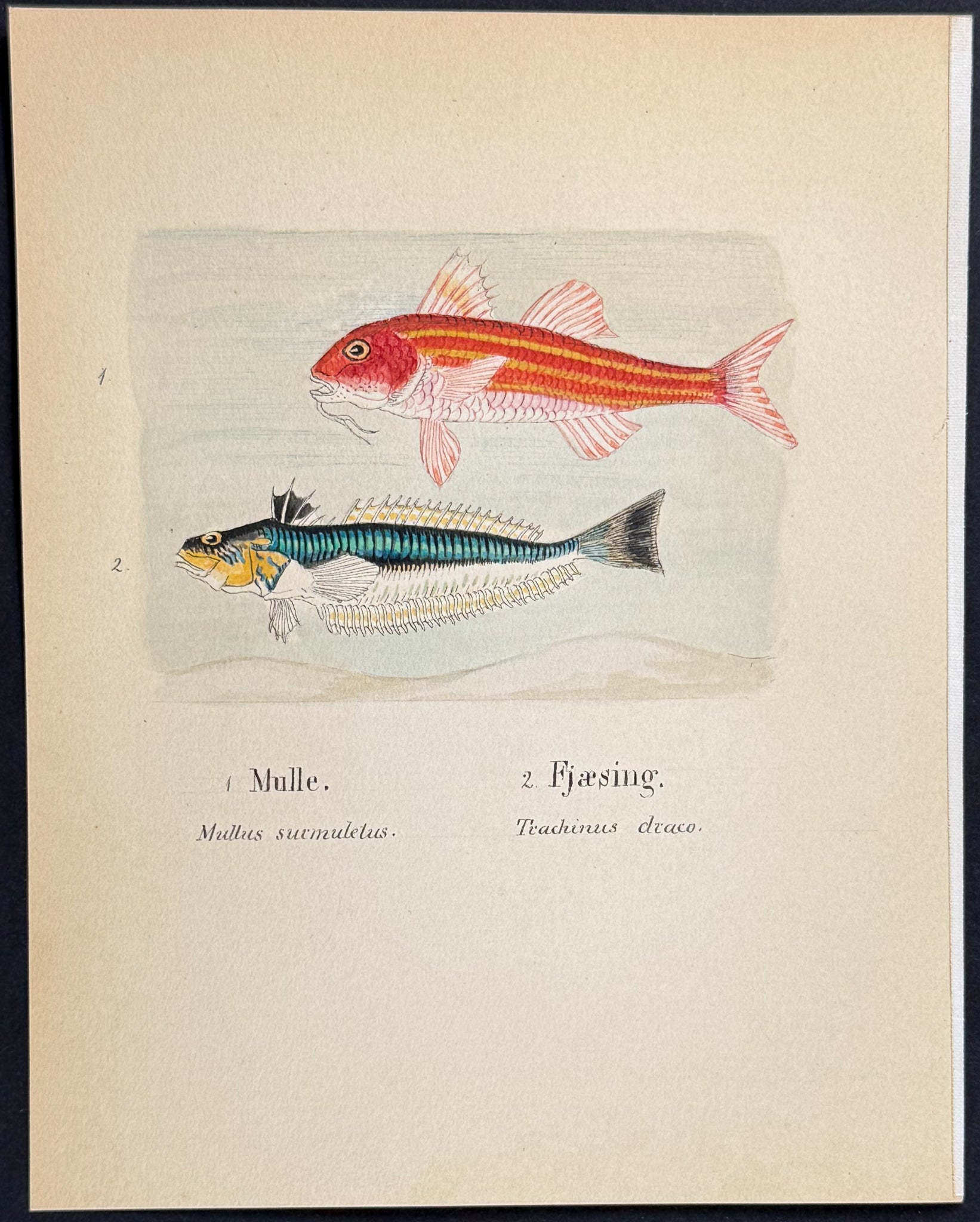 Fish: Striped Red Mullet & Greater Weever [Mullus surmuletus, Trachinus draco]
