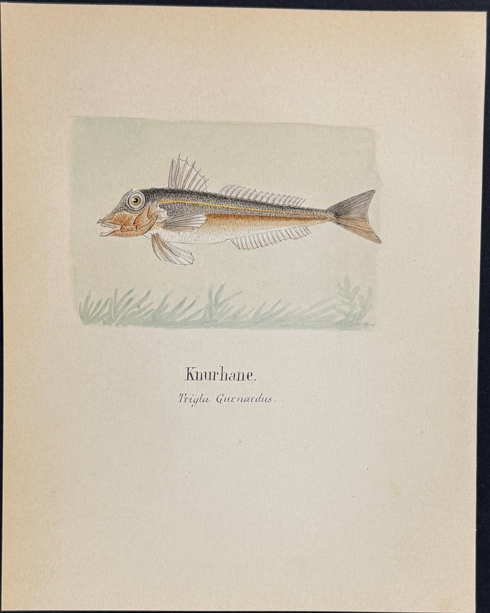 Fish: Grey Gurnard [Trigla gurnardus]