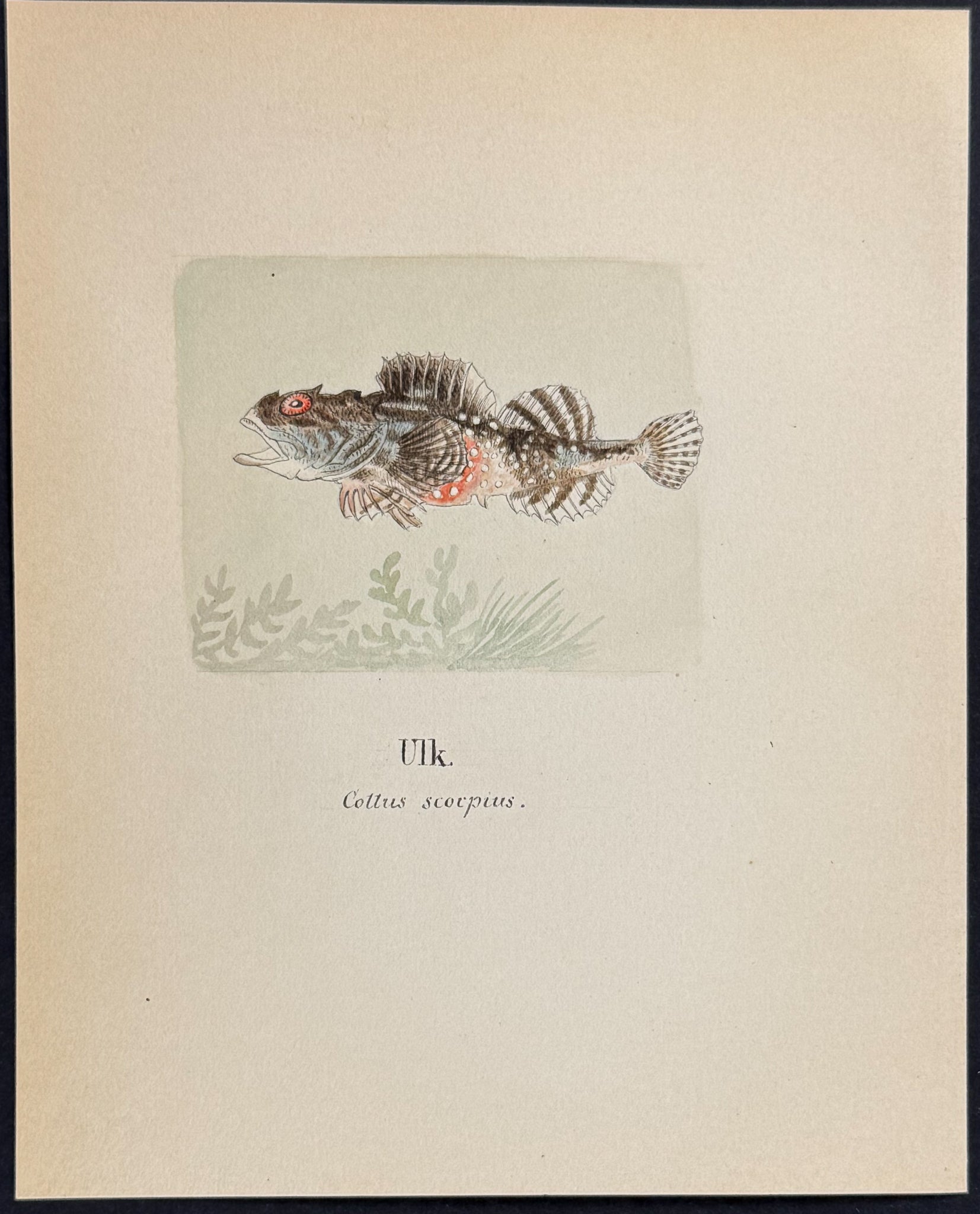 Fish: Shorthorn Sculpin or Father Lasher [Cottus scorpius]
