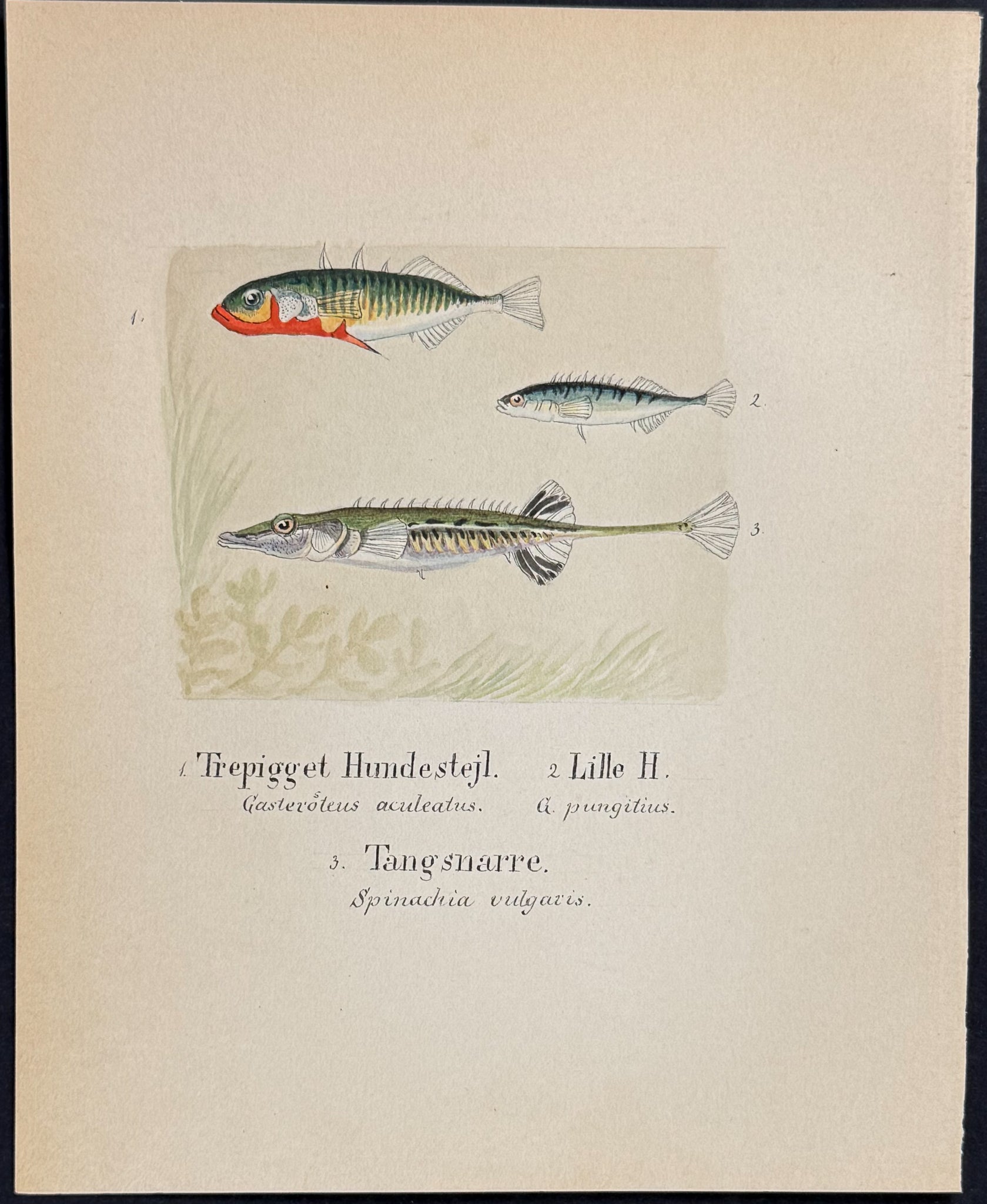 Fish: Sticklback [Gasteroteus aculeatus, G. pungitius, Spinachia vulgaris]