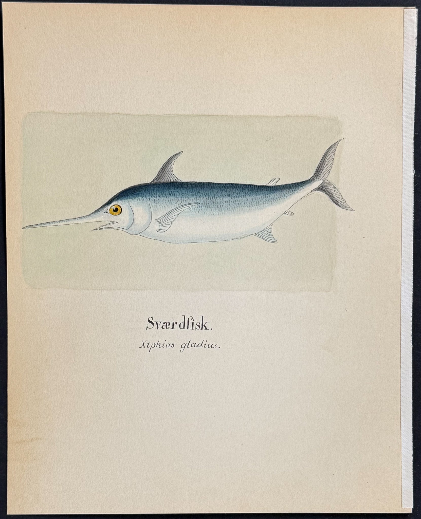 Fish: Swordfish [Xiphias gladius]