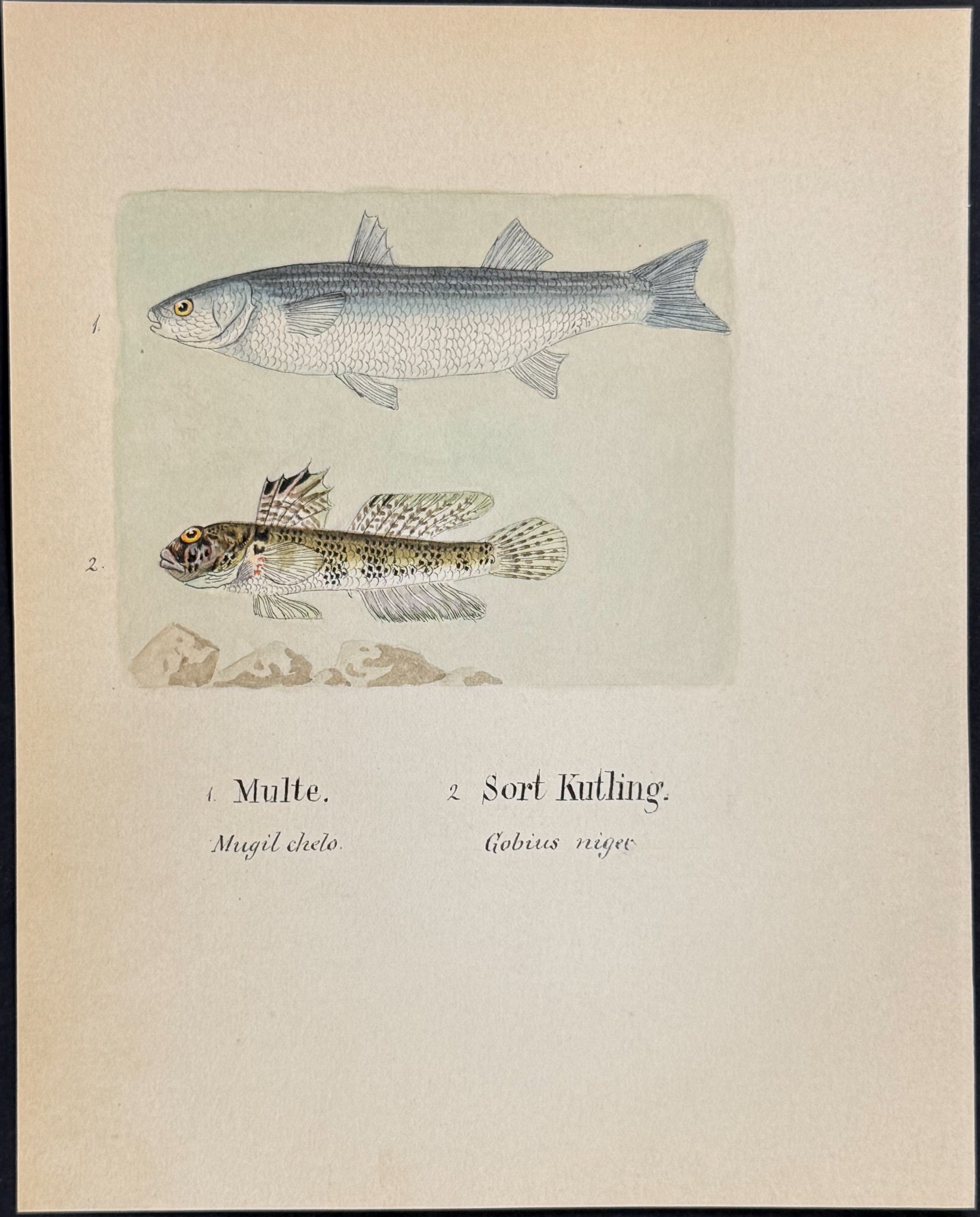 Fish: Mullet & Goby [Mugil chelo, Gobius niger]