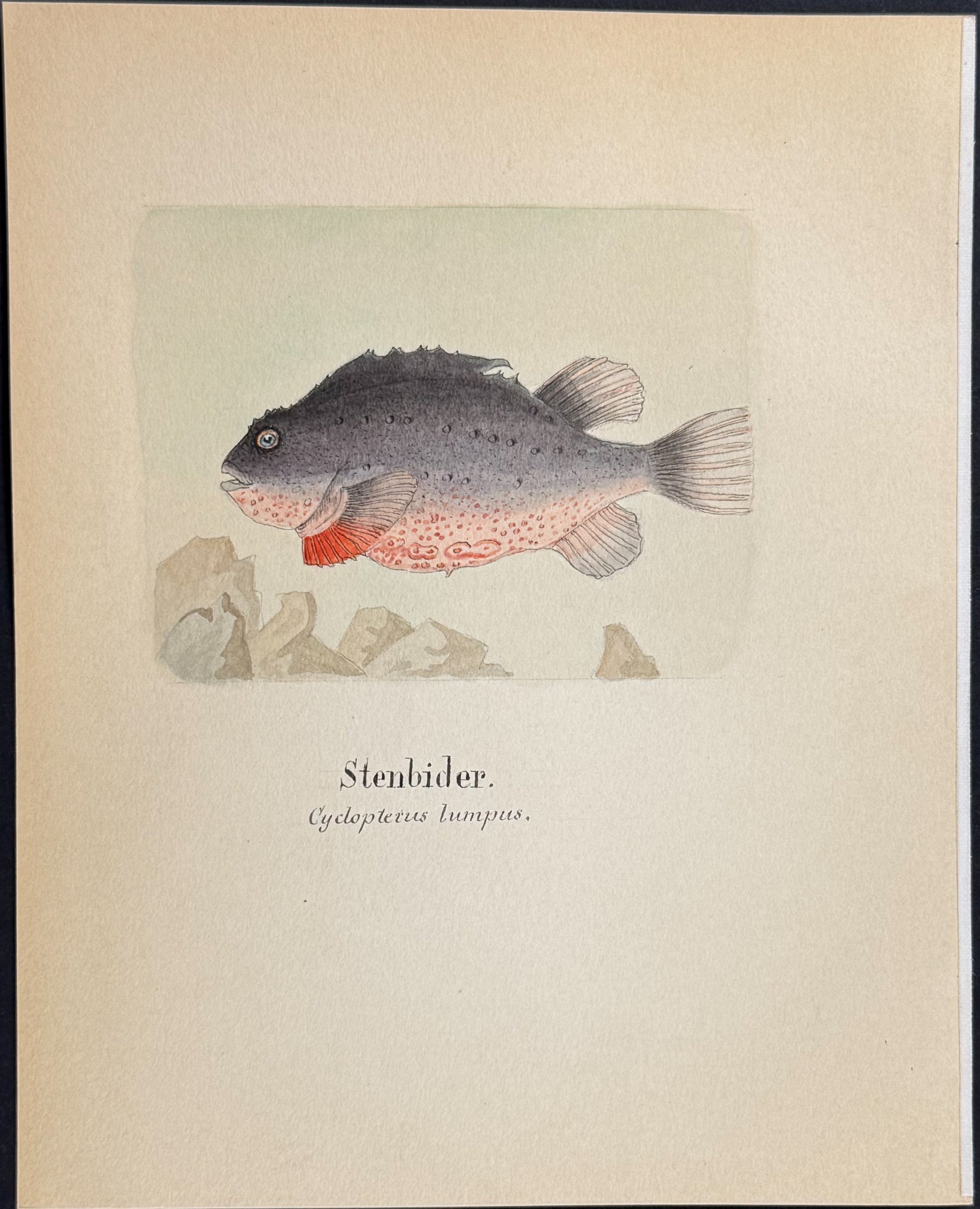 Fish: Lumpfish [Cydopterus lumpus]