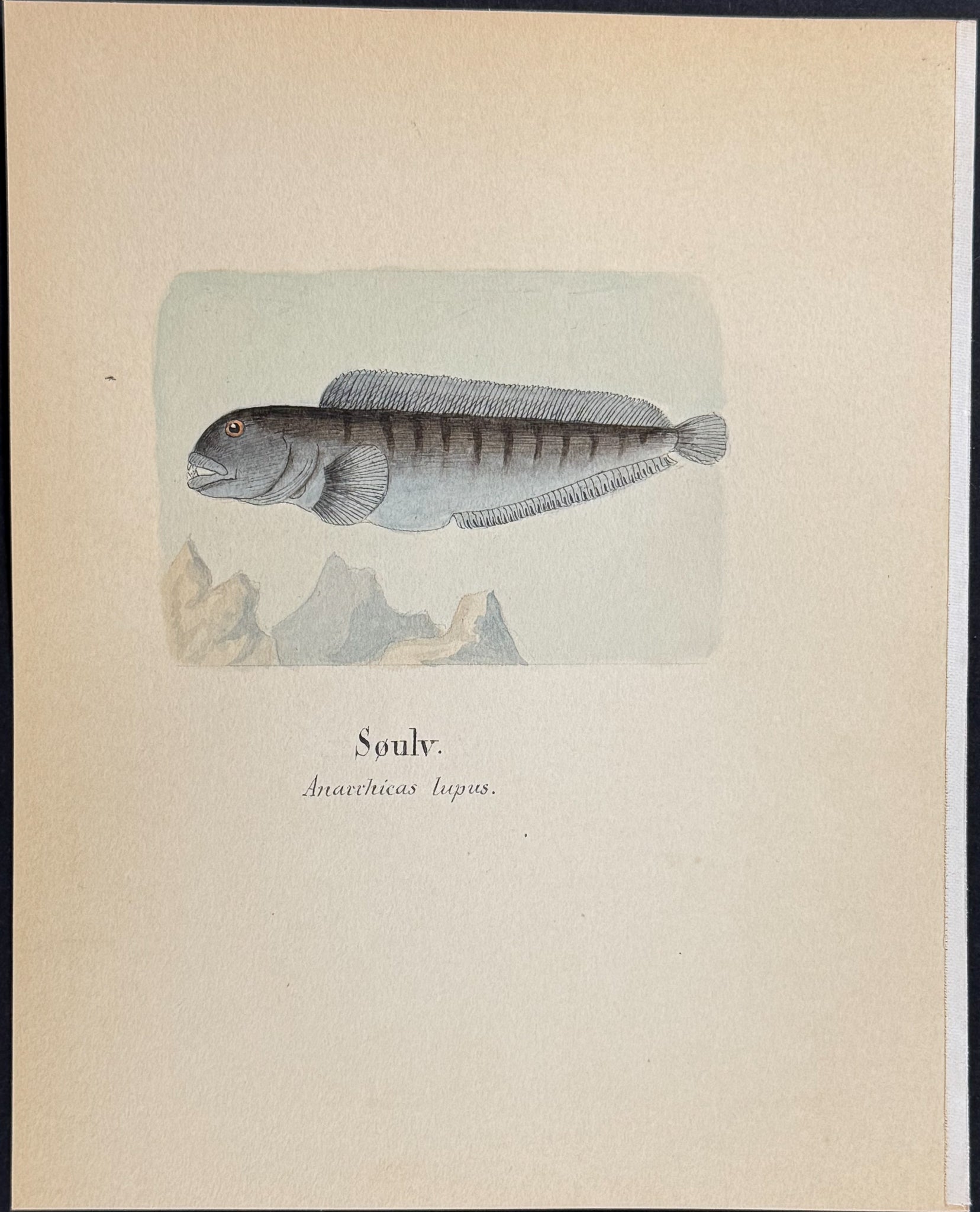 Fish: Atlantic Wolffish [Anarrhicas lupus]