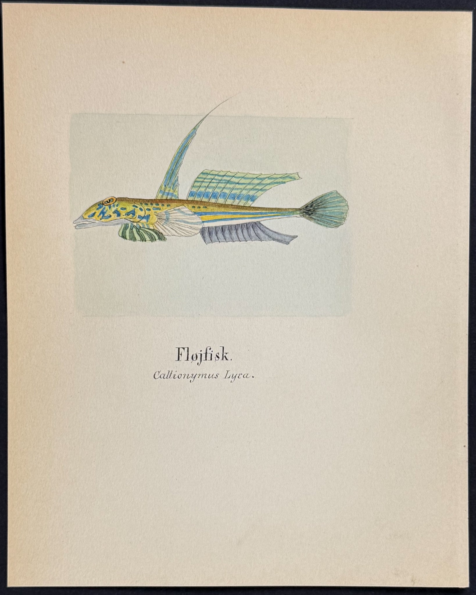 Fish: Common Dragonet [Callionymus lyca]