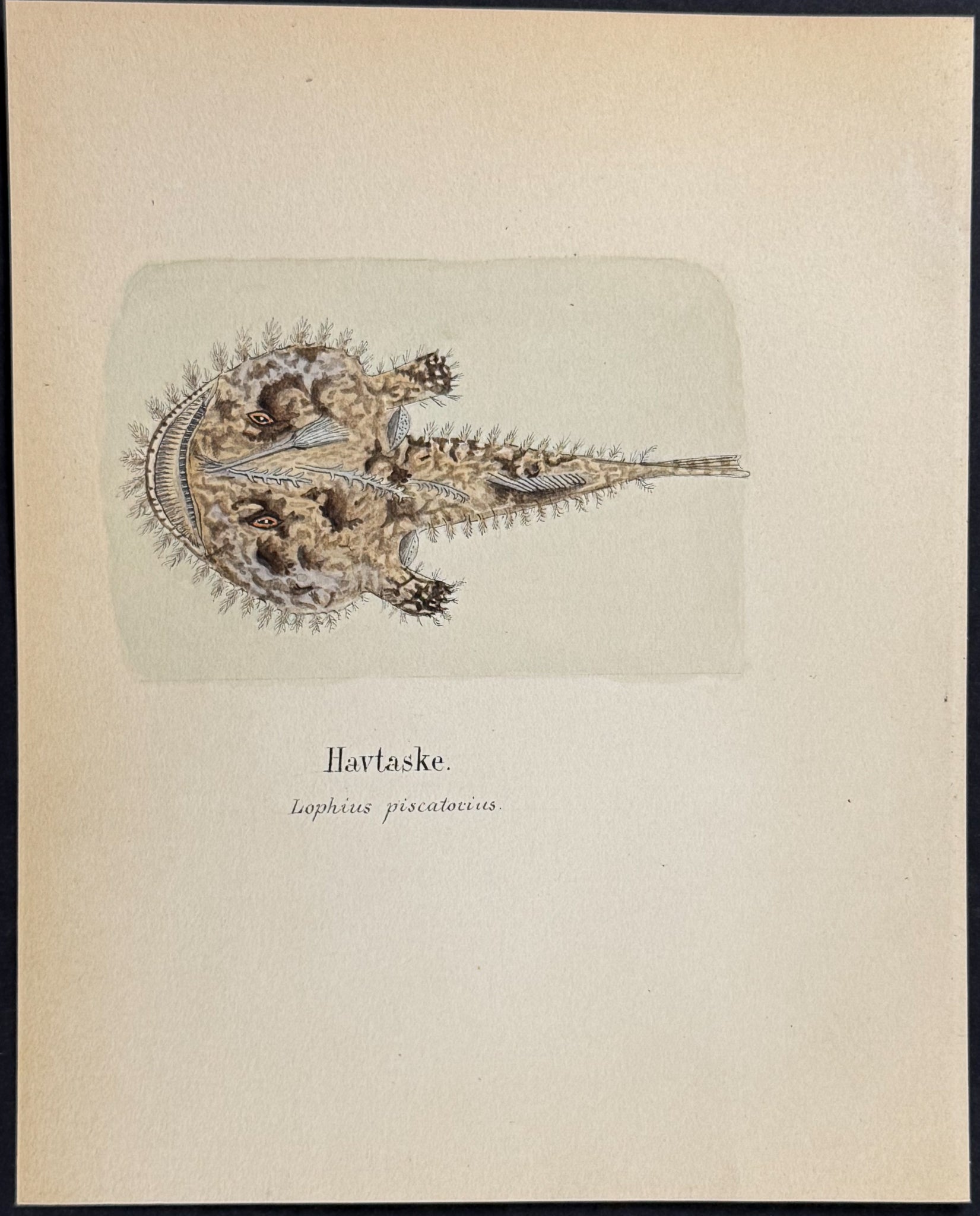 Fish: Angler Fish [Lophius piscatorius]