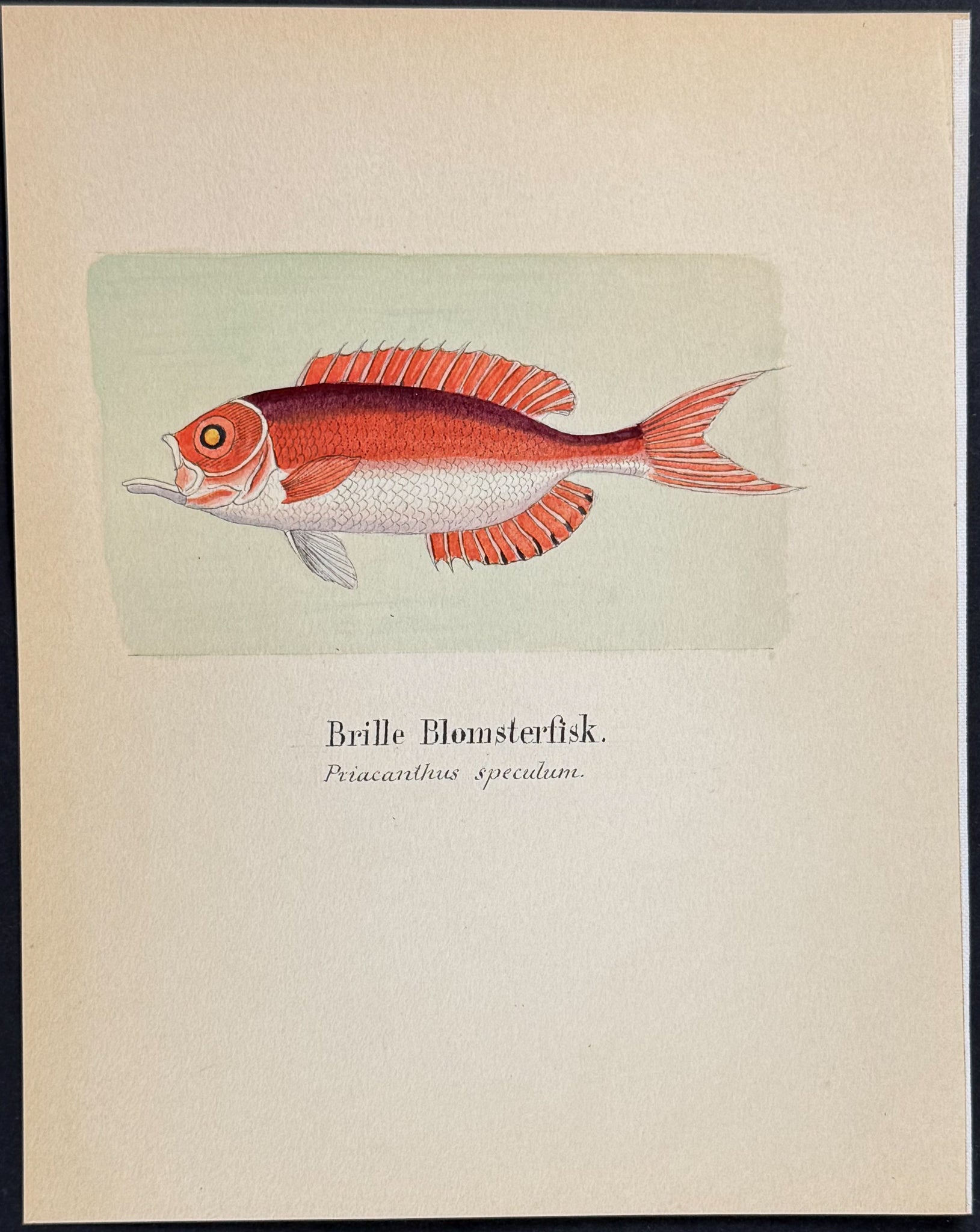 Fish: Bigeye or Bullseye [Priacanthus speculum]