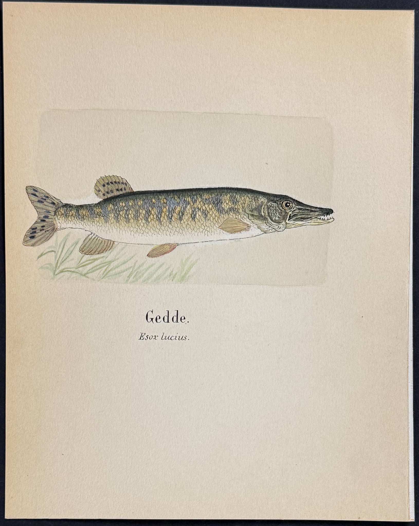 Fish: Northern Pike [Esox lucius]