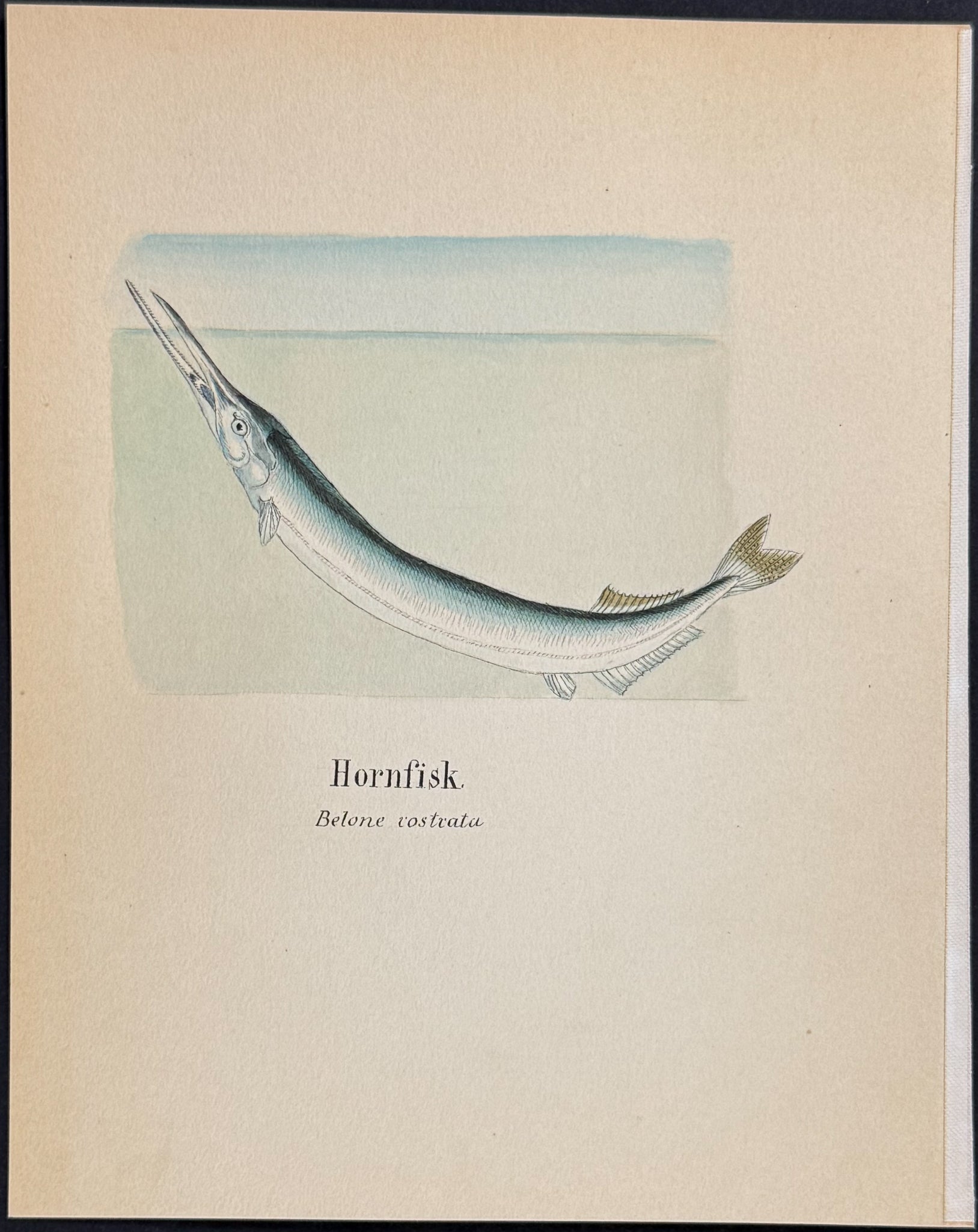 Fish: Garfish or Needle Fish [Belone costrata]