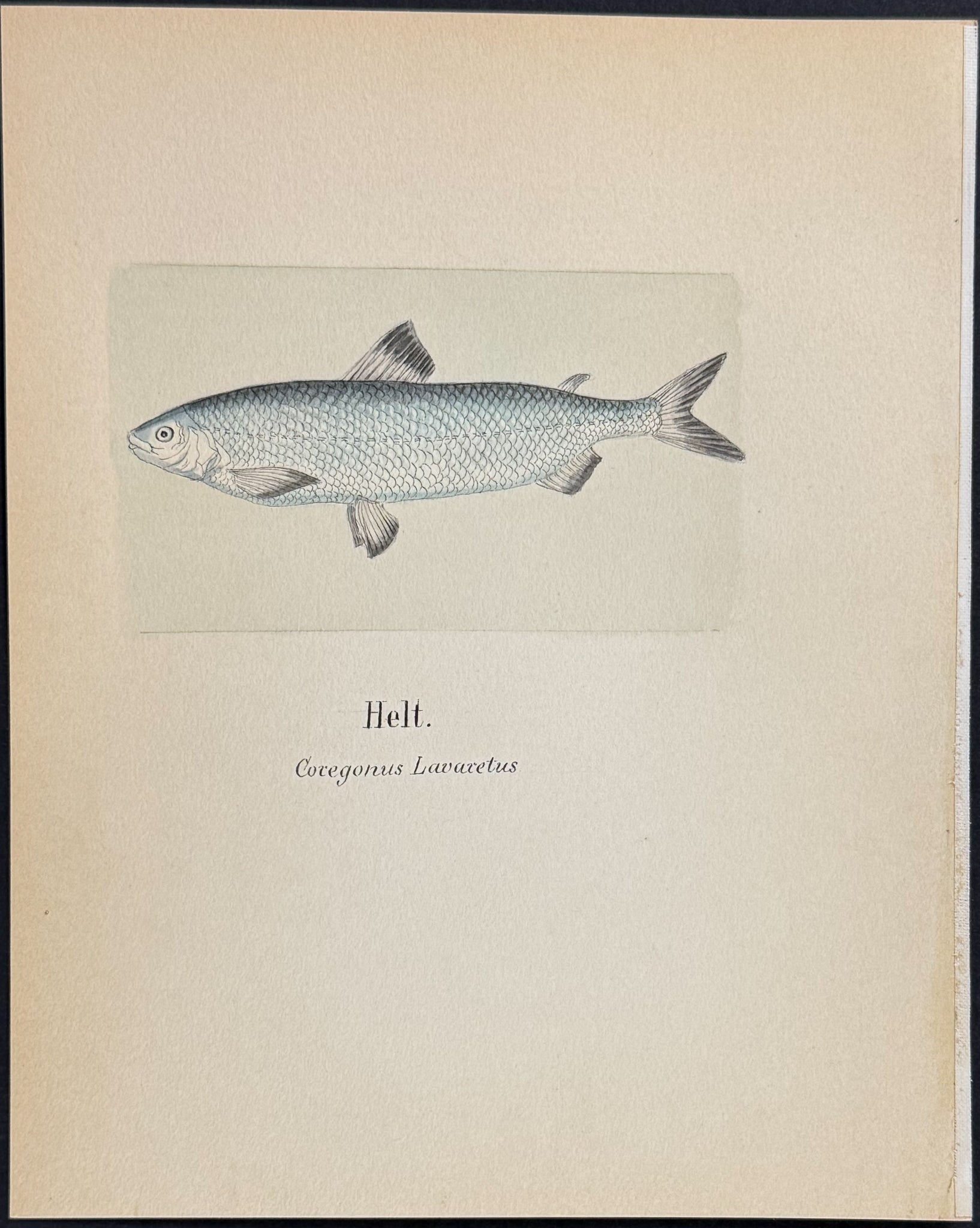 Fish: Common Whitefish [Coregonus lavaretus]