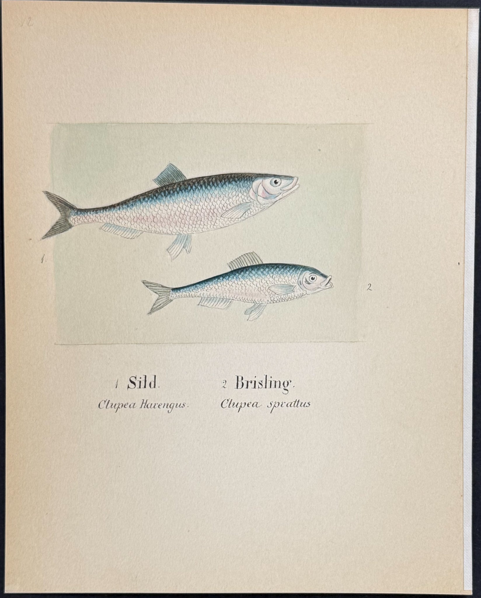 Fish: Atlantic Herring & European Sprat [Clupea harengus, C. sprattus]