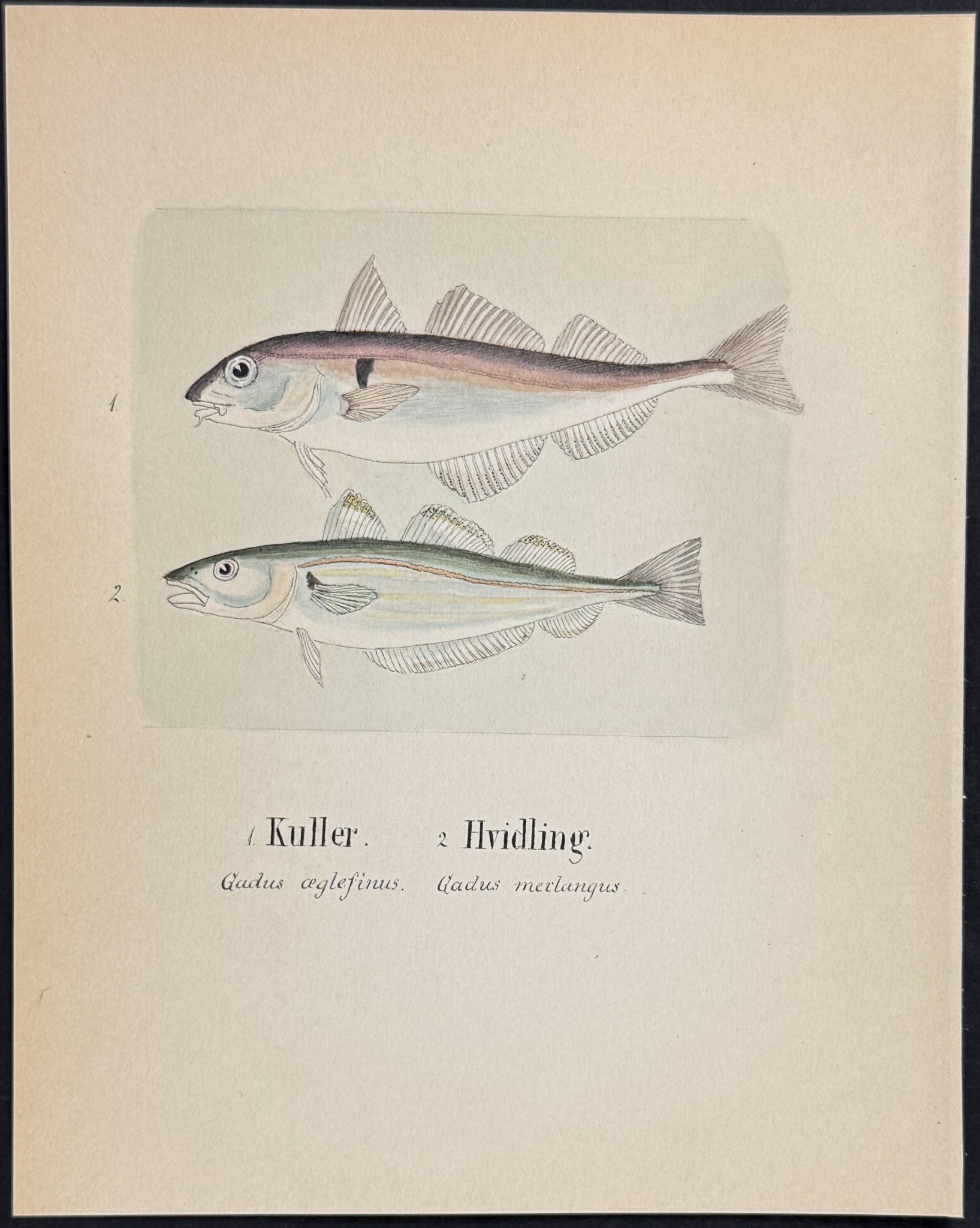 Fish: Haddock & Whiting [Gadus aeglefinus, G. merlangus]