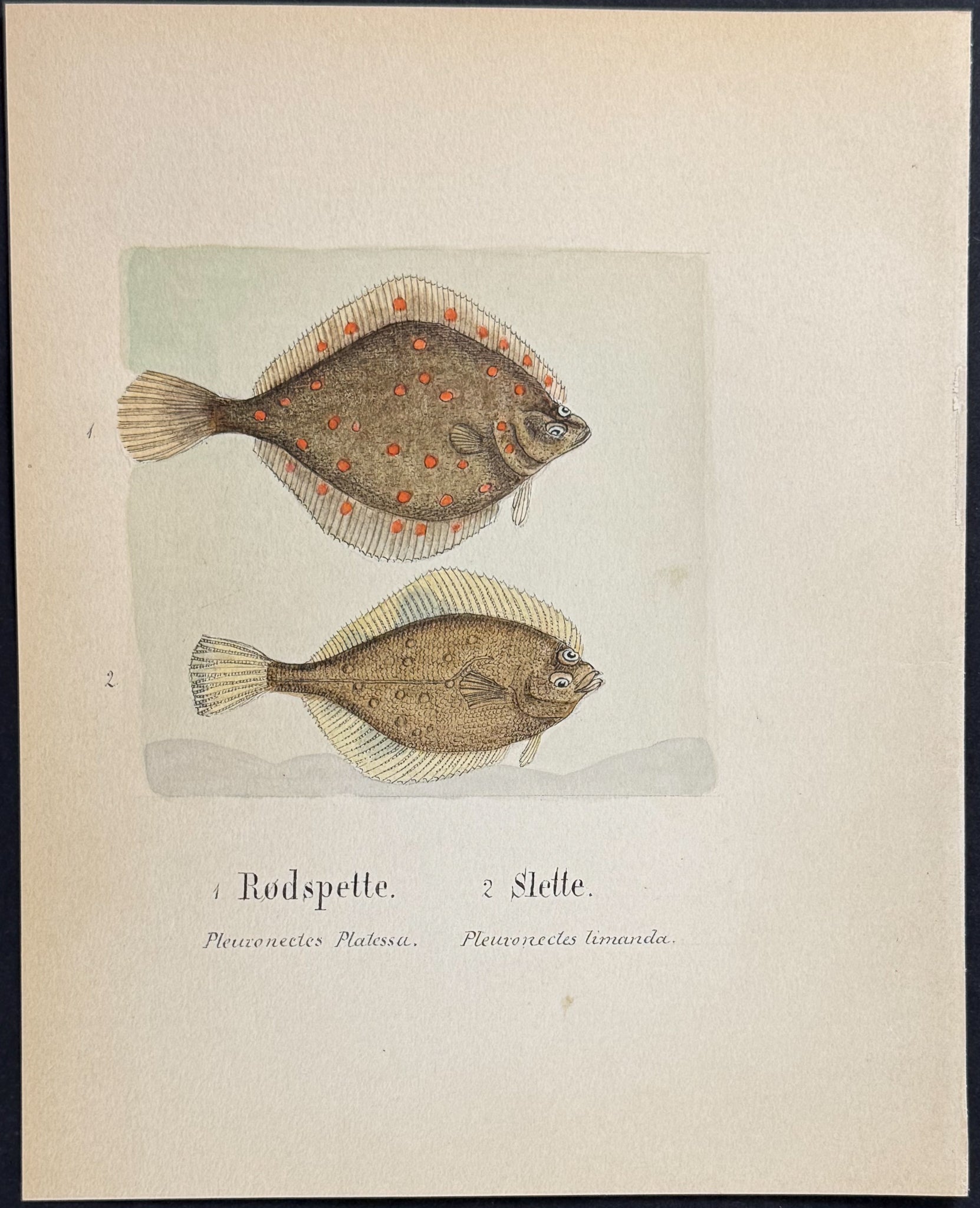 Fish: Plaice & Dab (Flounder) [Pleuronectes platessa, P. limanda]