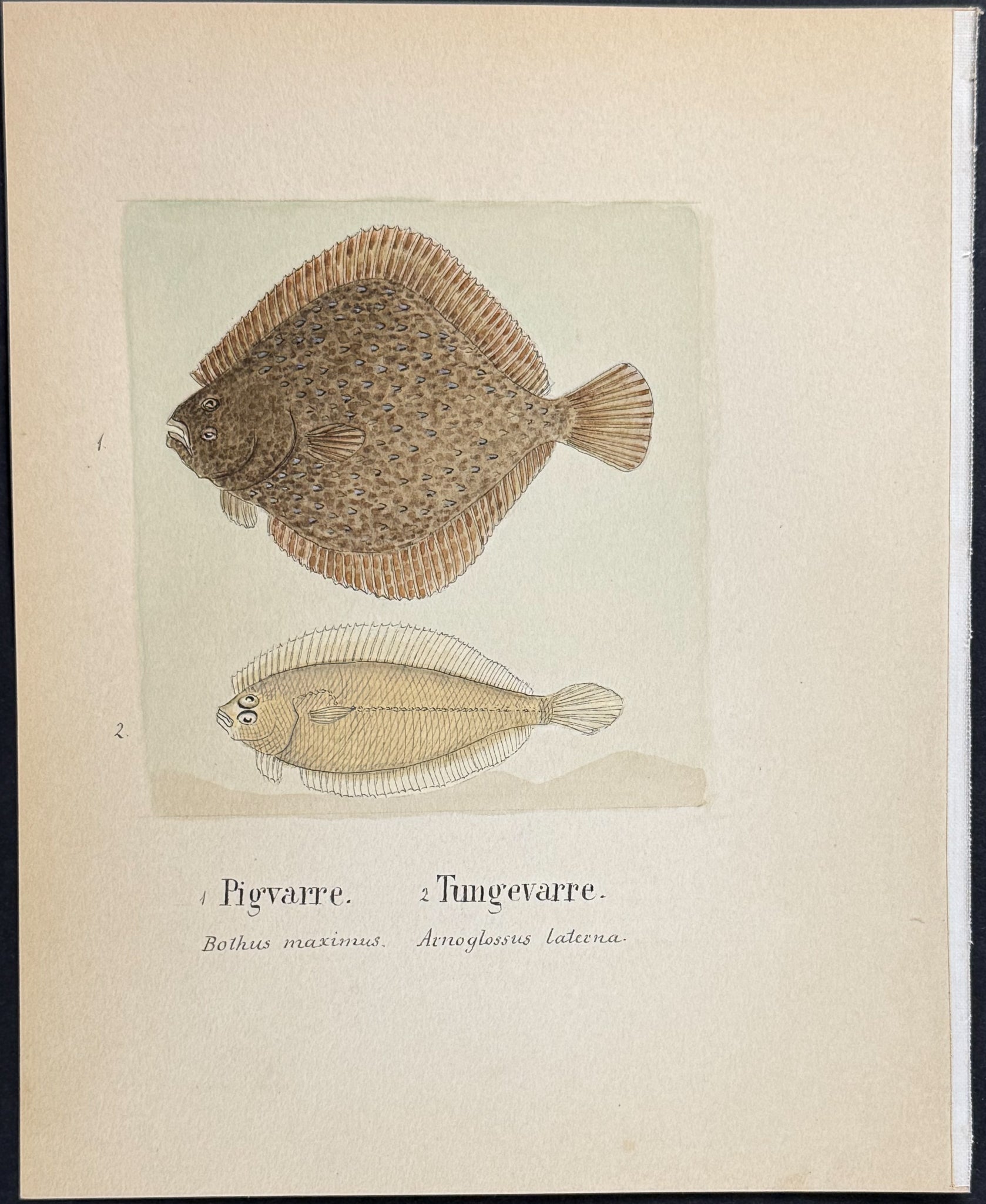 Fish: Peacock Flounder & Mediterranean Scaldfish [Bothus maximus, Arnoglossus laterna]