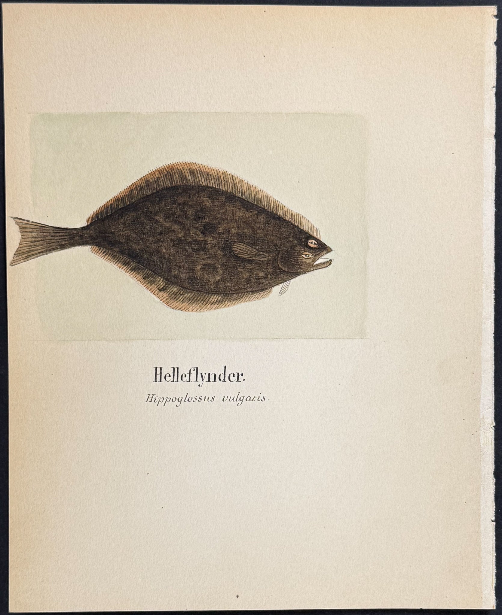 Fish: Atlantic Halibut [Hippoglossus vulgaris]