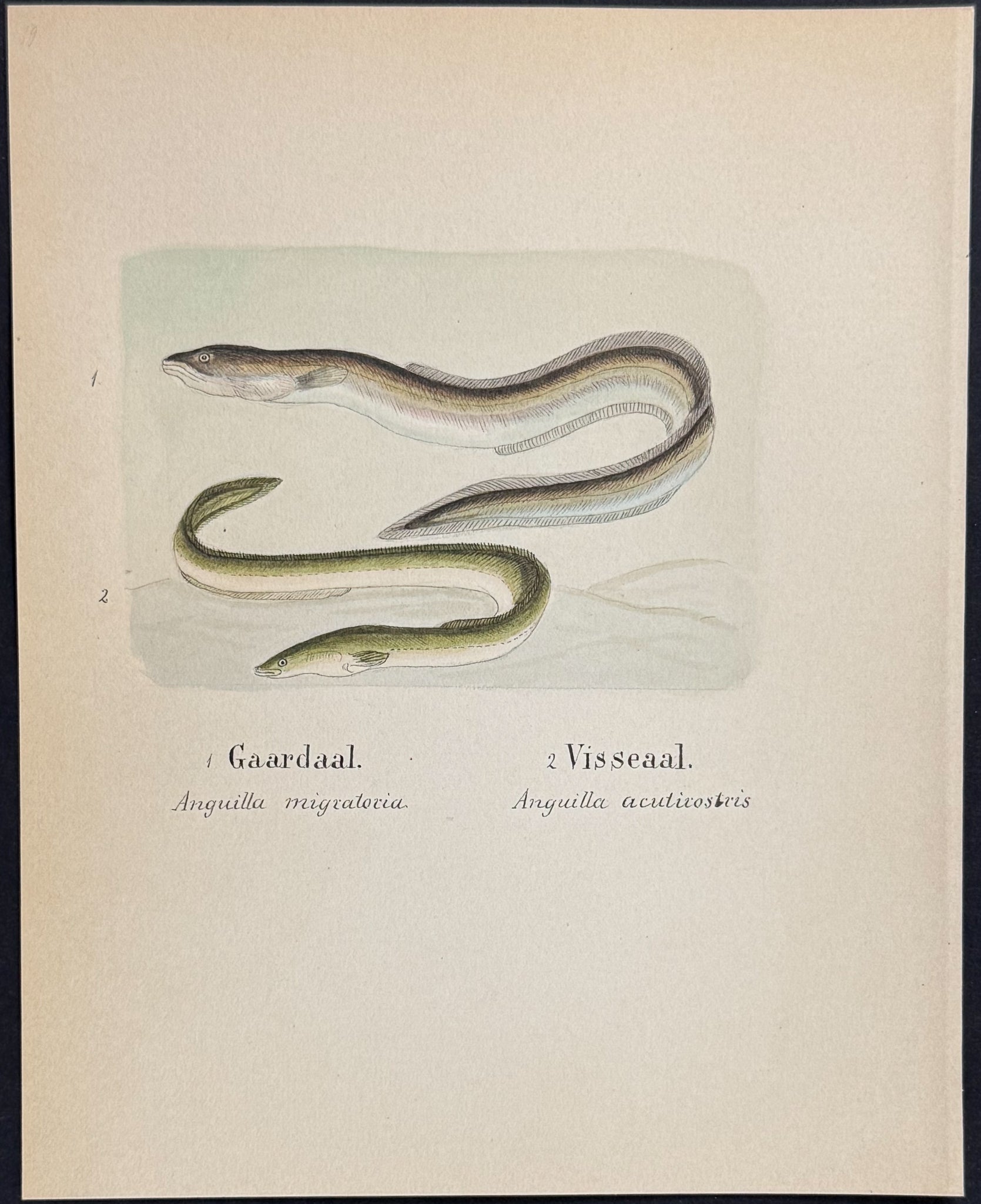Eels [Anguilla migratoria, A. acutirostris]