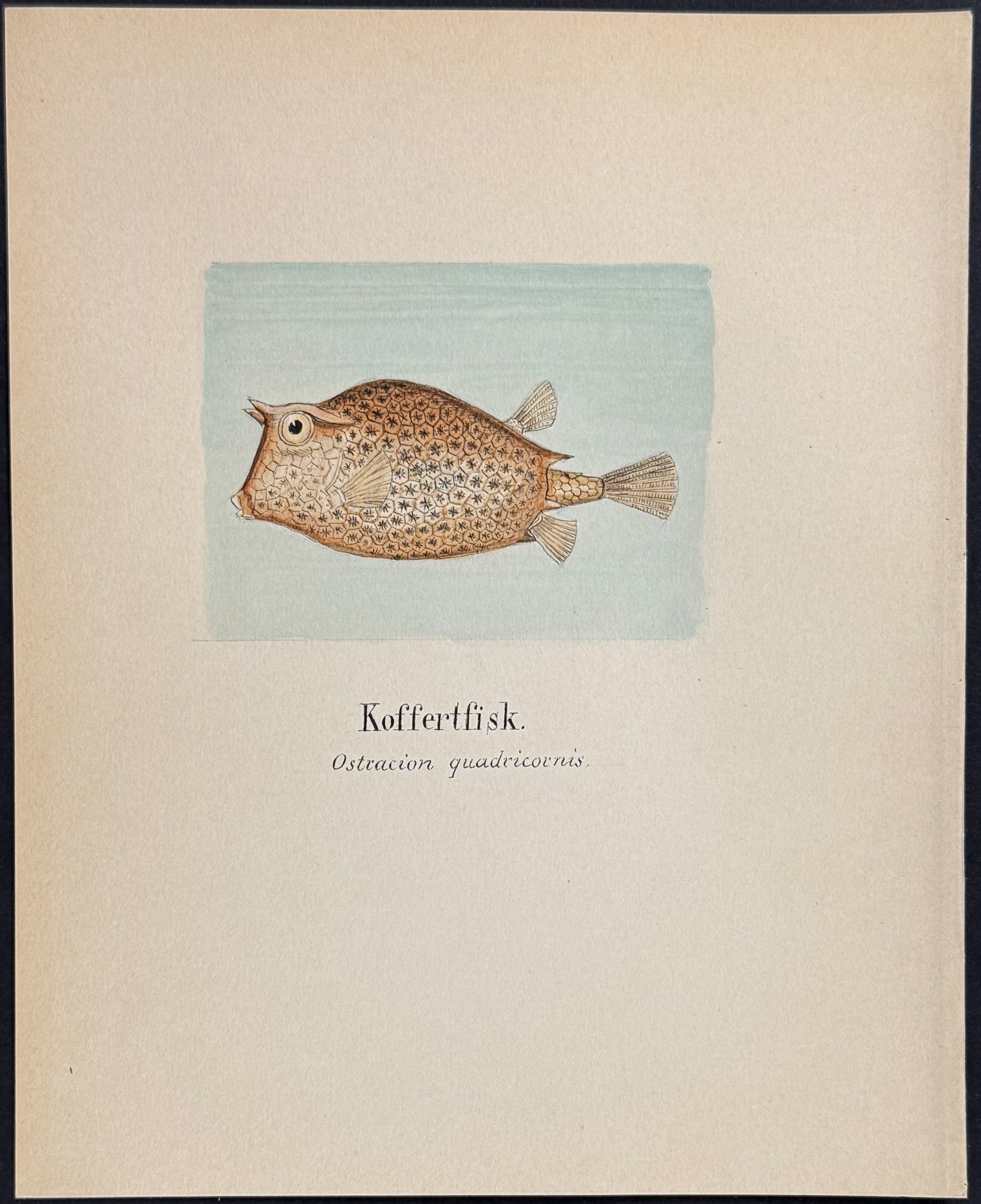 Fish: Scrawled Cowfish [Ostracion quadricornis]