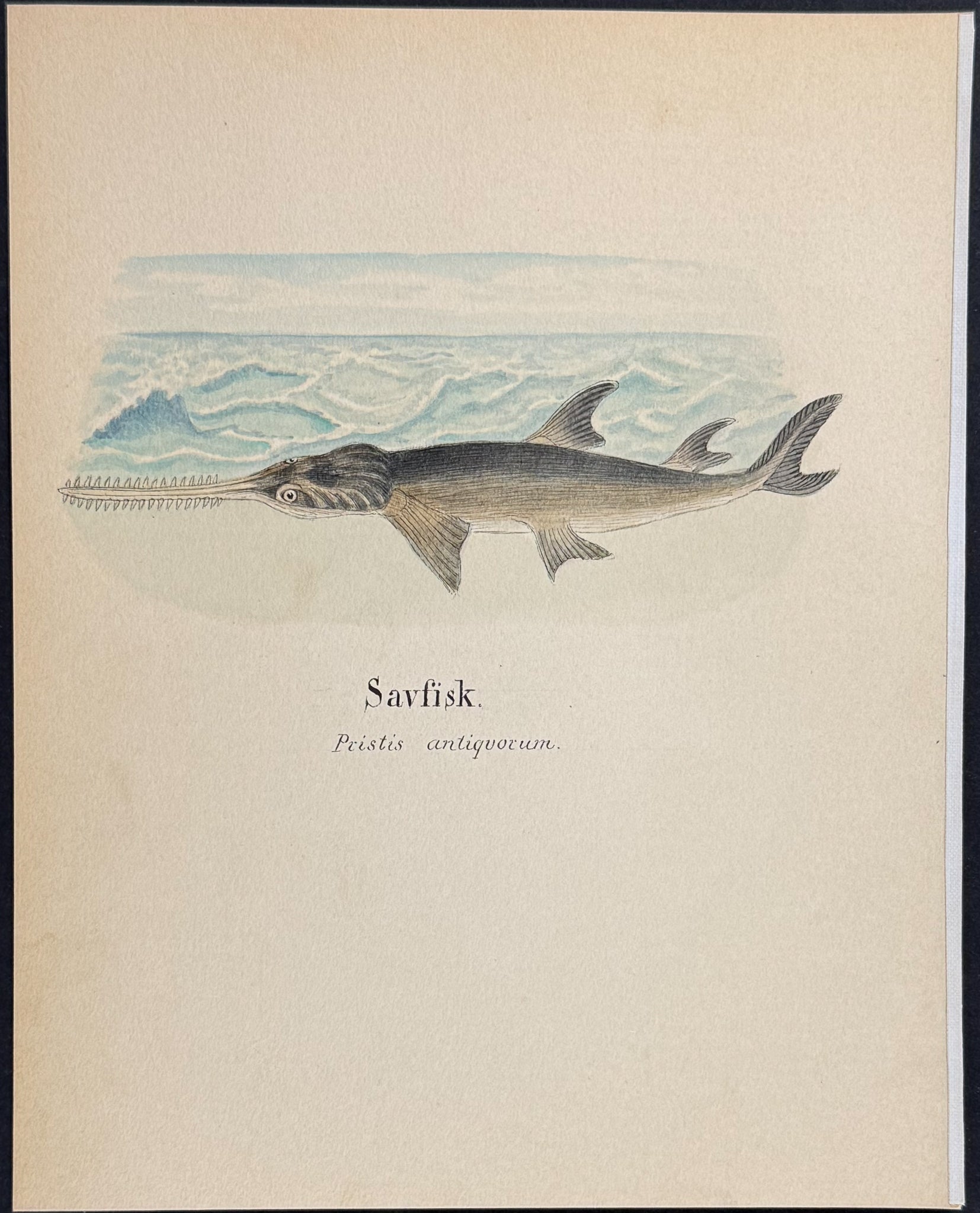 Largetooth Sawfish [Pristus antiquorum]
