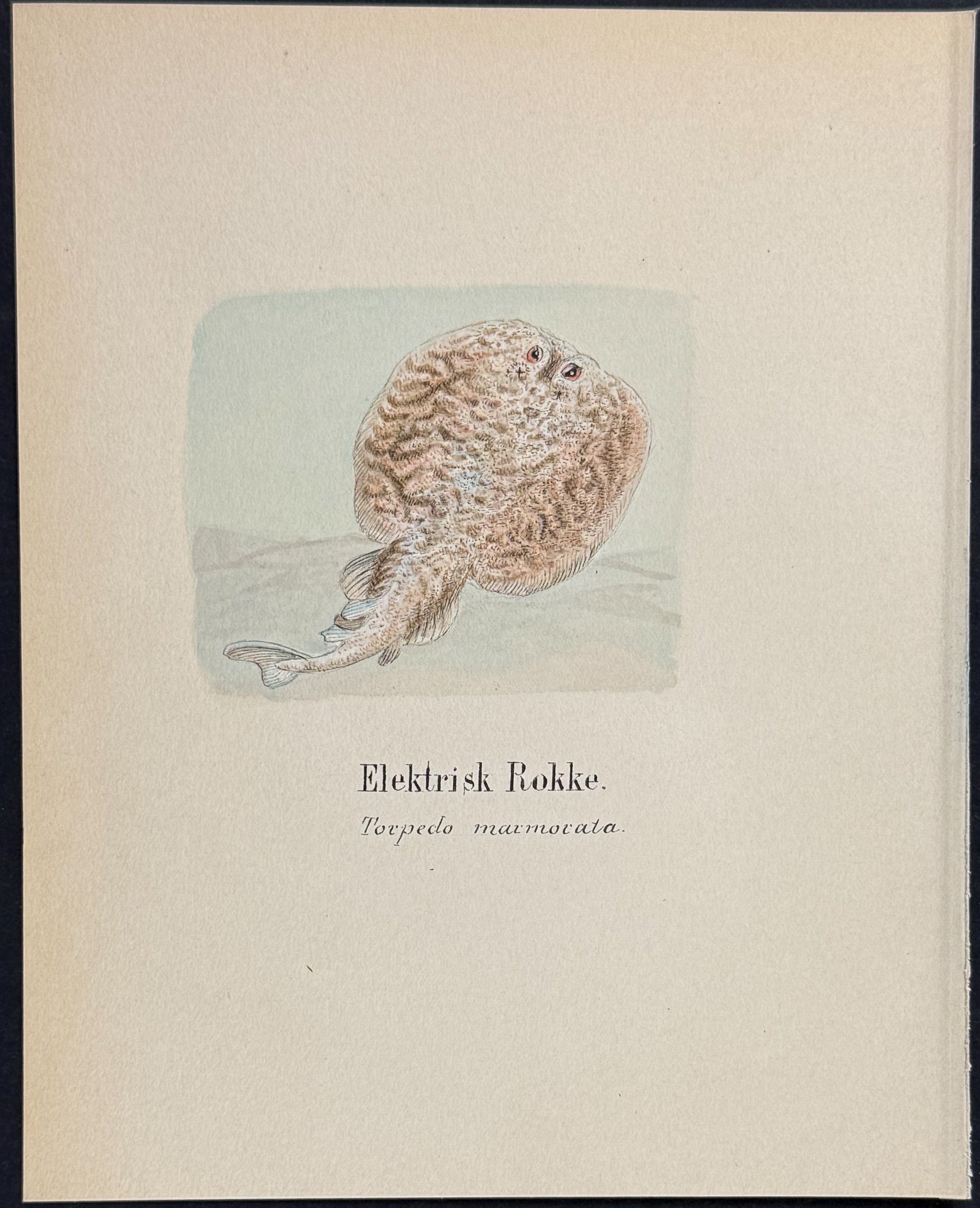 Torpedo Ray or Marbled Electric Ray [Torpedo marmorata]