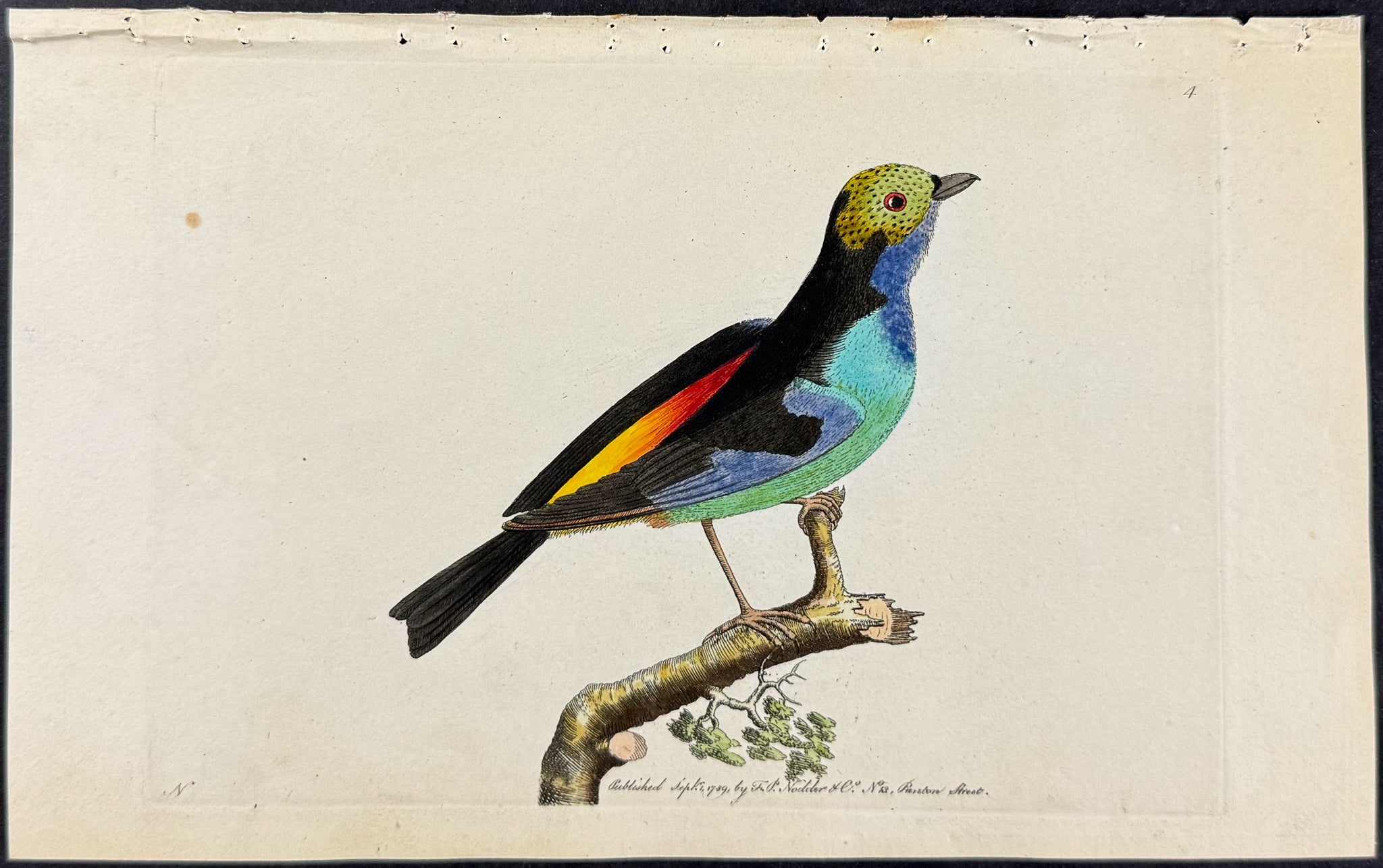 Paradise Tanager