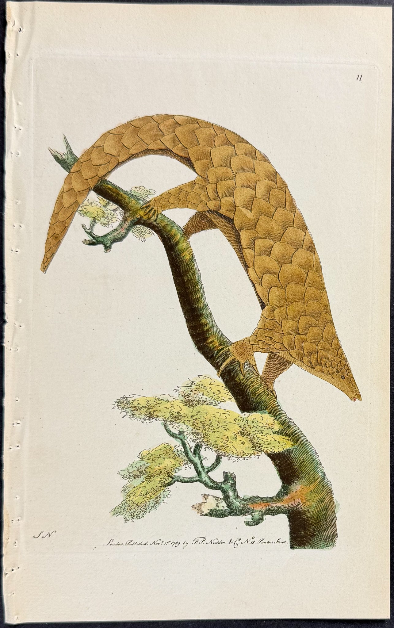 Five-toed Manis or Pangolin
