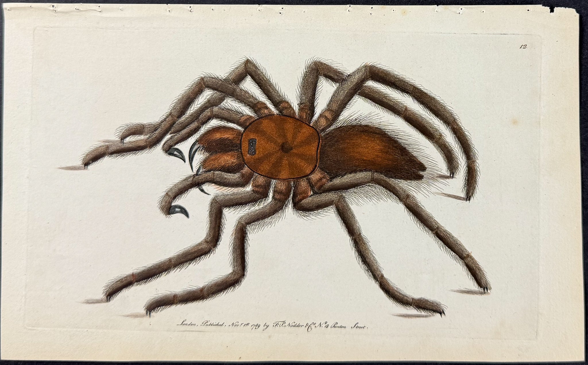 Bird-Catching Spider or Tarantula