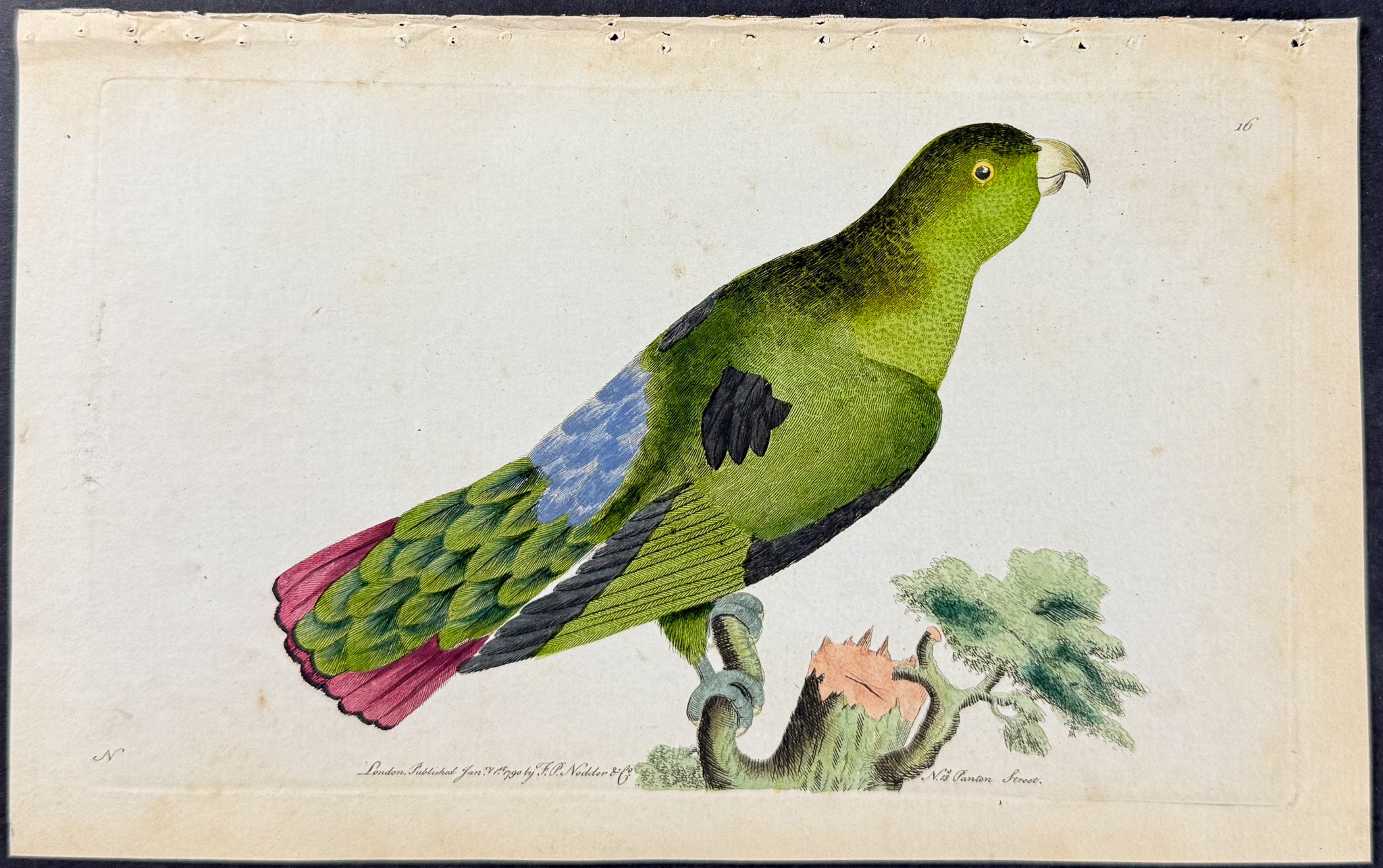 Purple-tailed Parrakeet