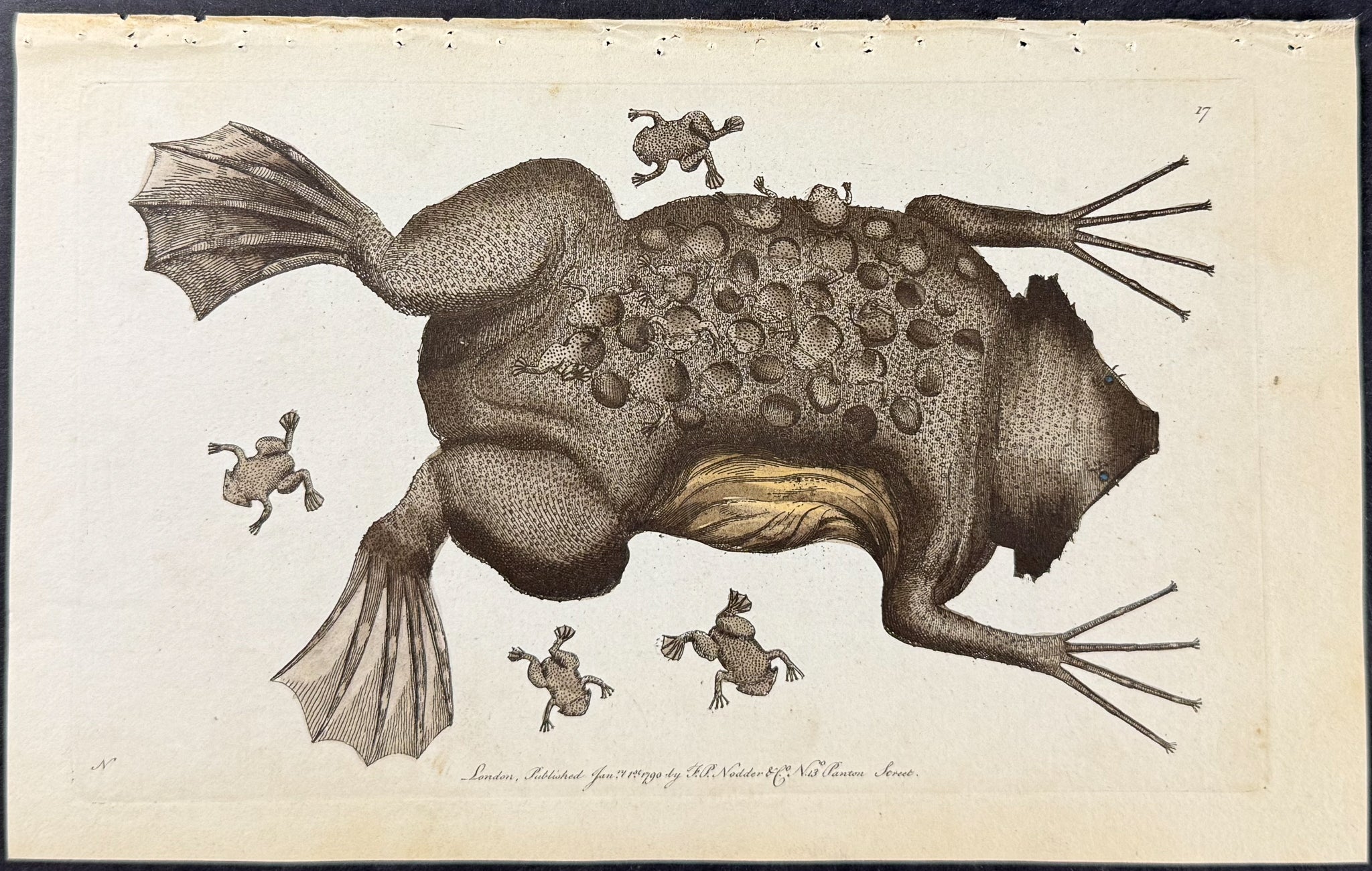 Toad of Surinam or Pipa