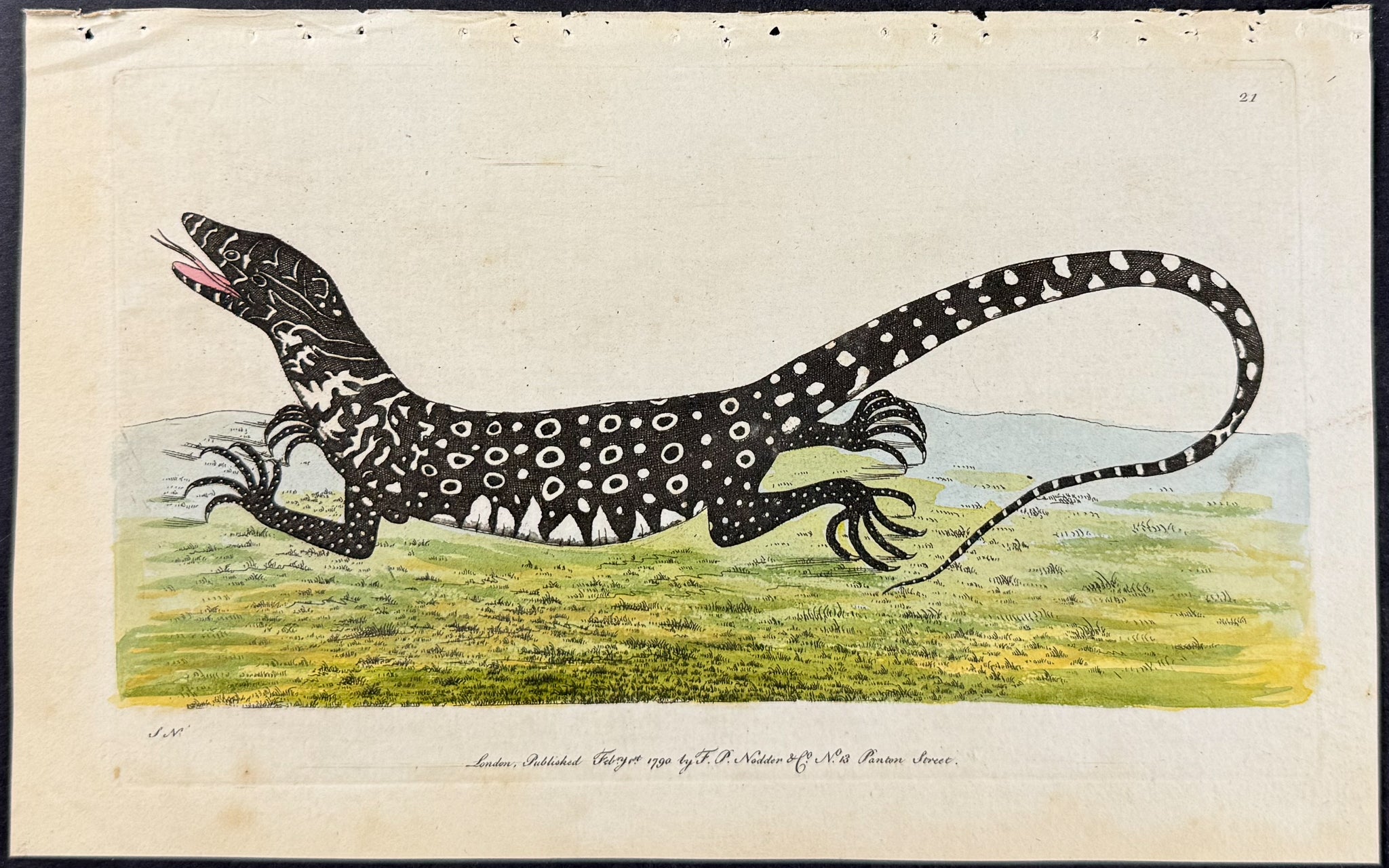 Monitory Lizard