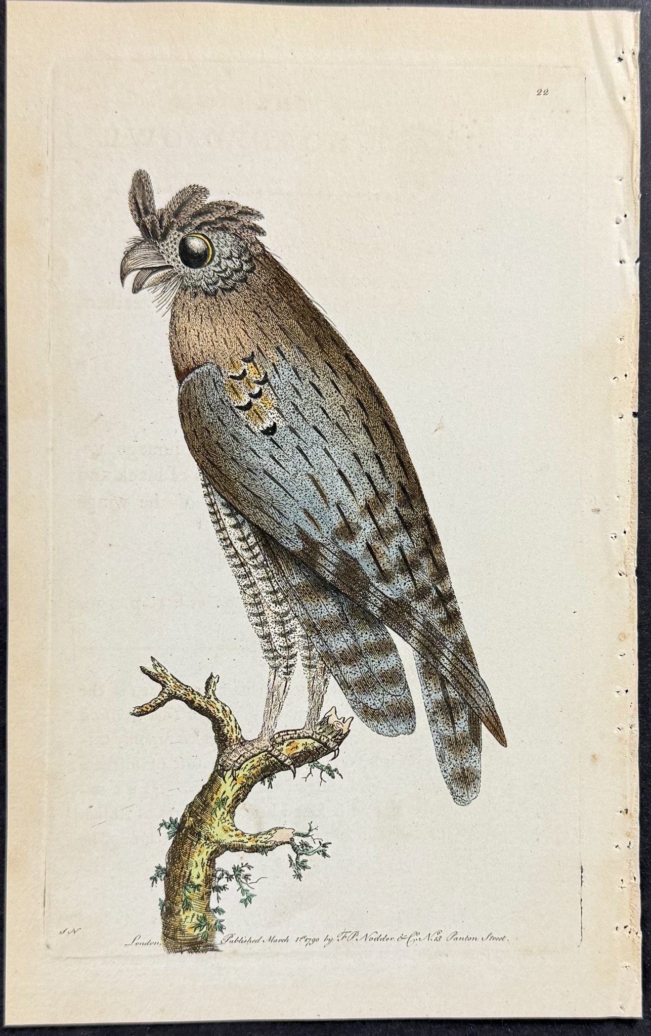 Least Horned Owl