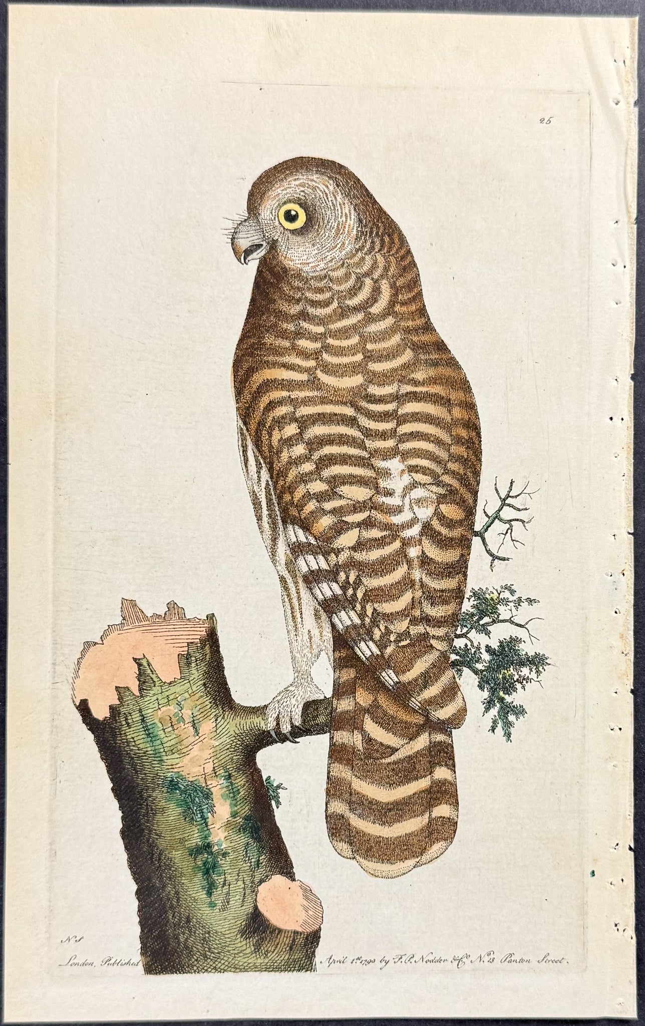 Clouded Owl