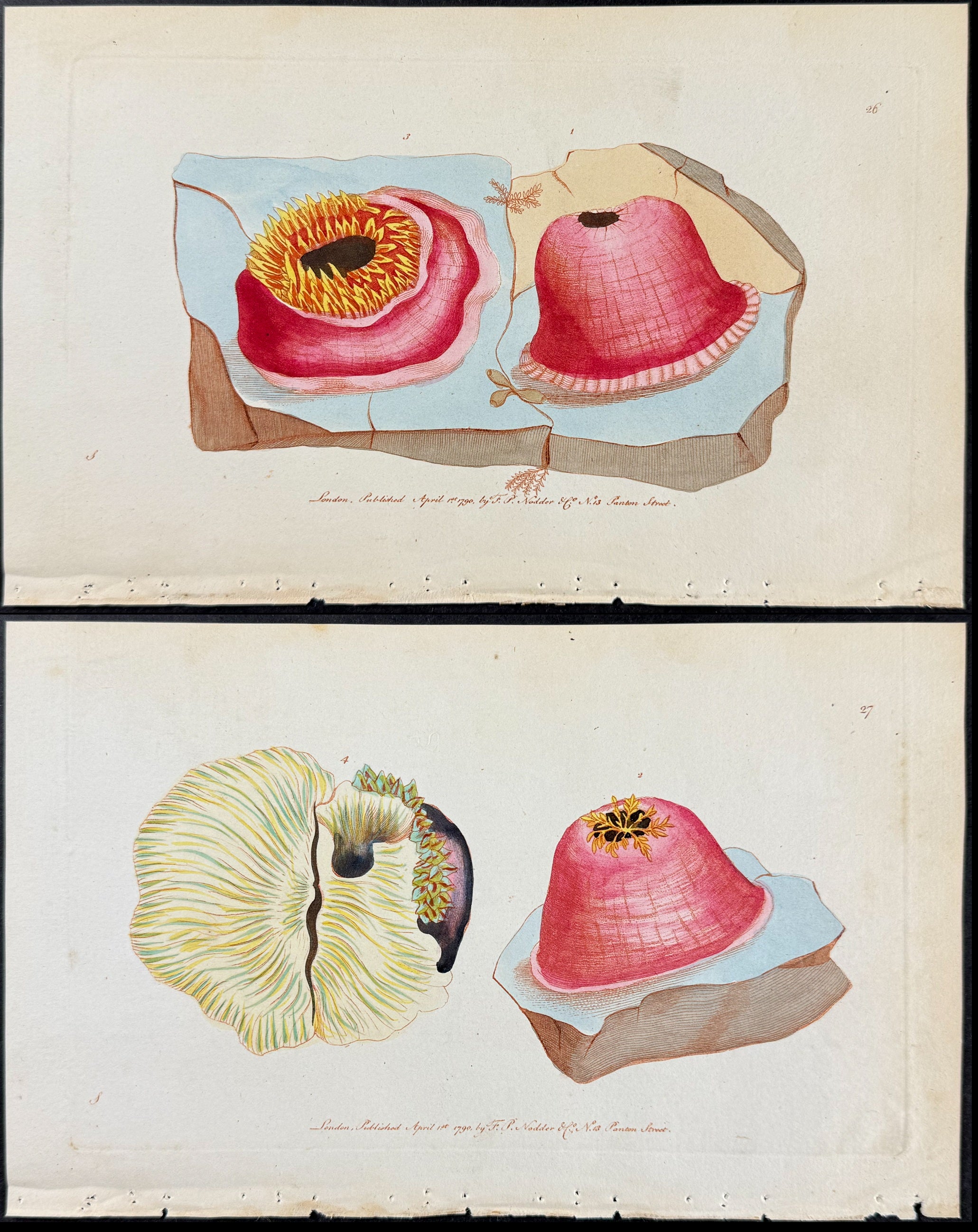 Pair of Sea Anemone Engravings