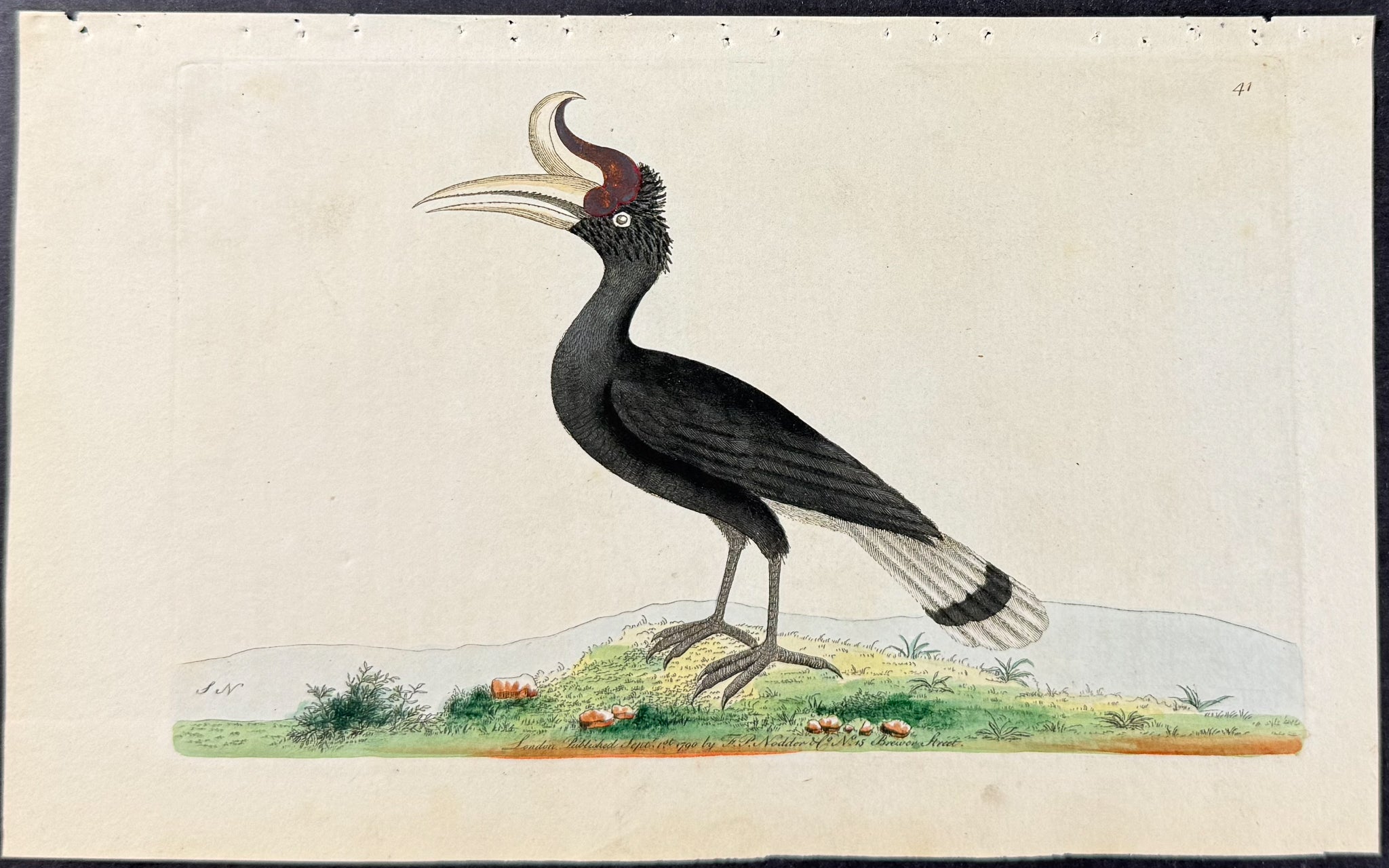 Great Hornbill or Rhinoceros Bird
