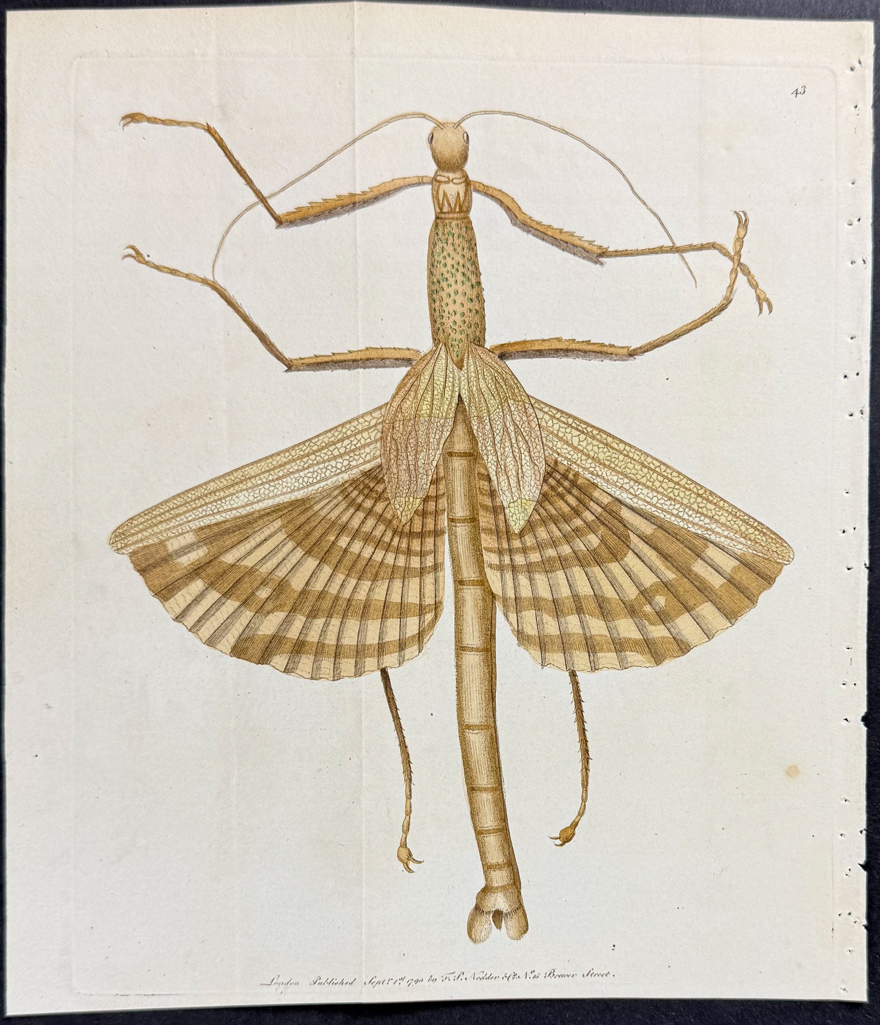 Great Mantis
