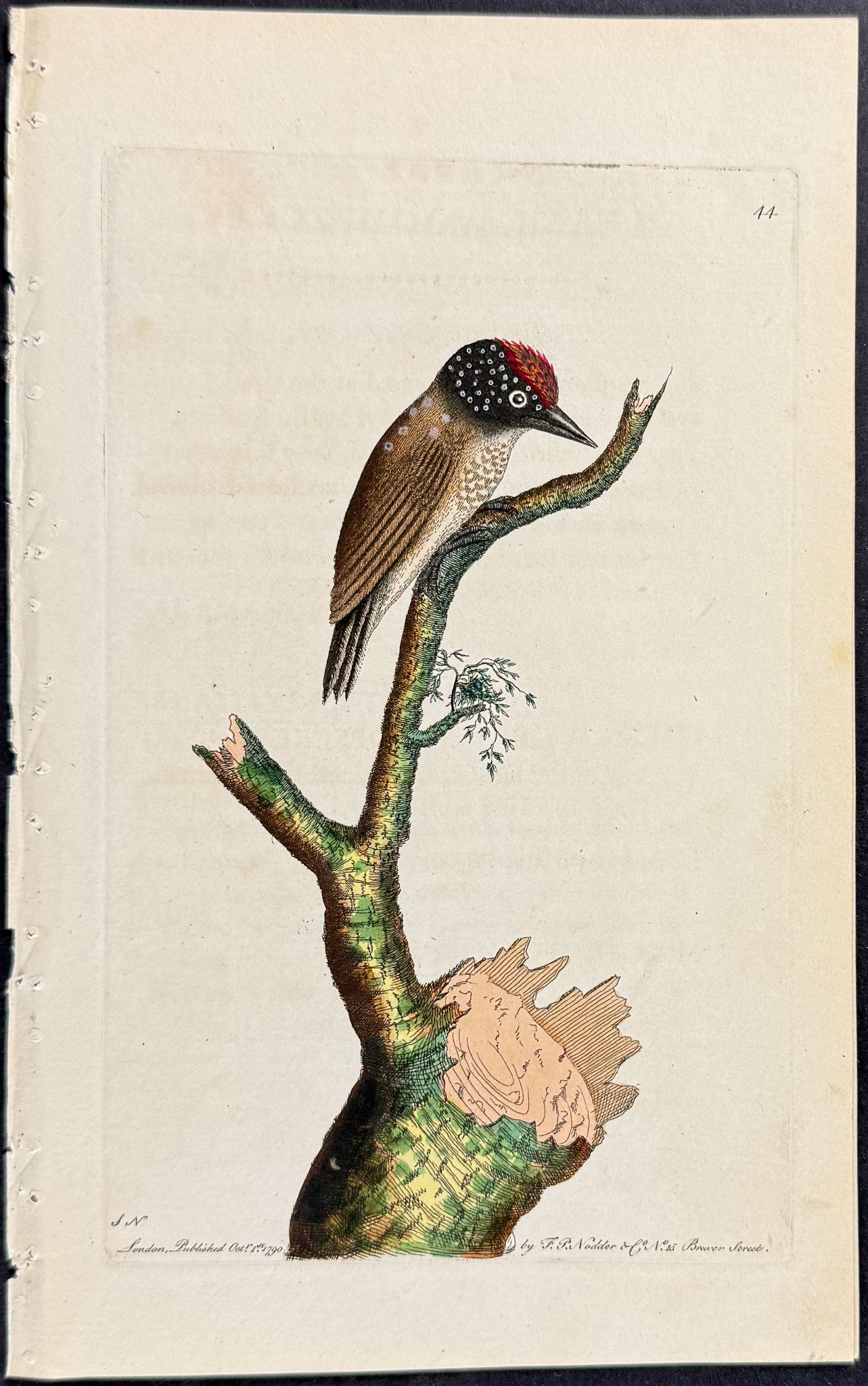 Least Woodpecker